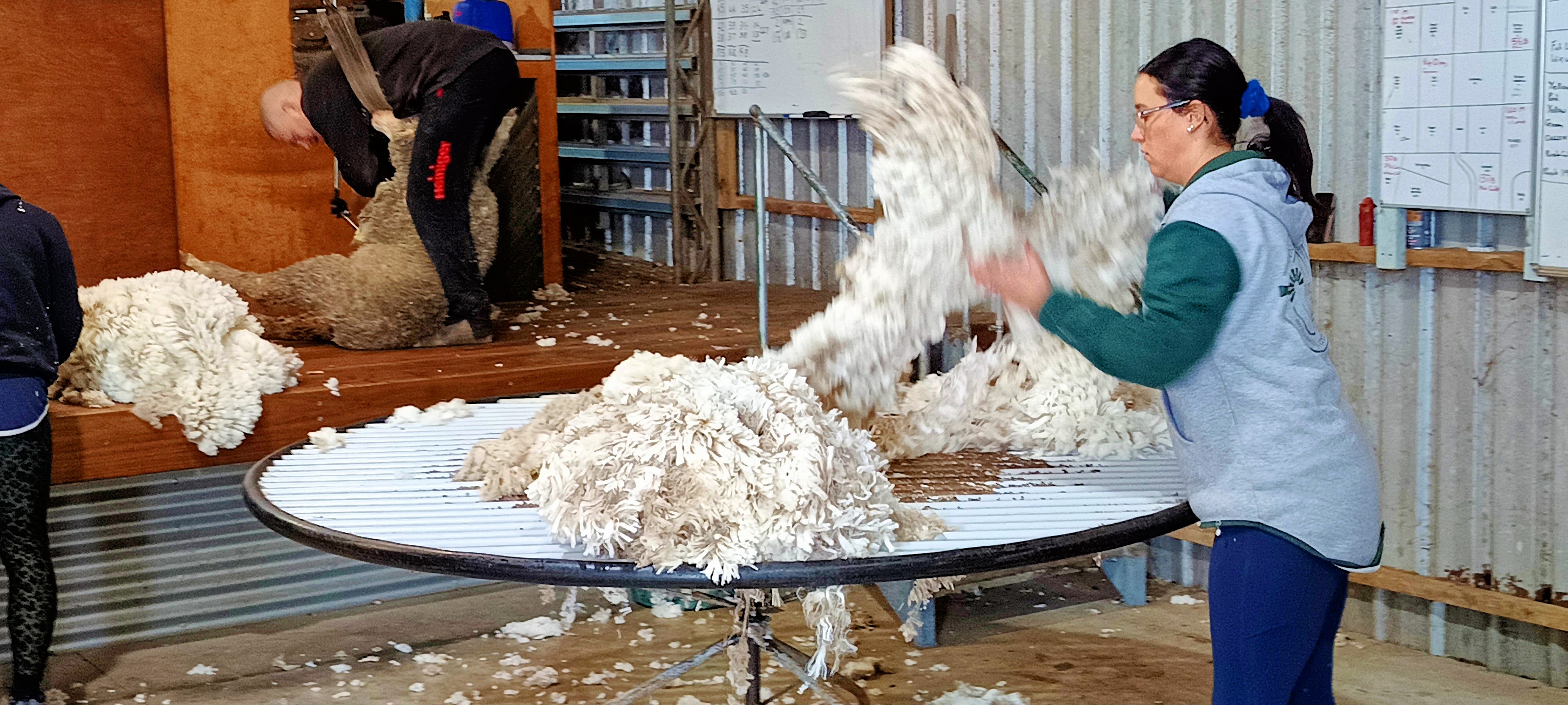 https://lemis.nyc3.digitaloceanspaces.com/grog/Photos/20250724/big/Shearing-in-Dereel-25.jpeg