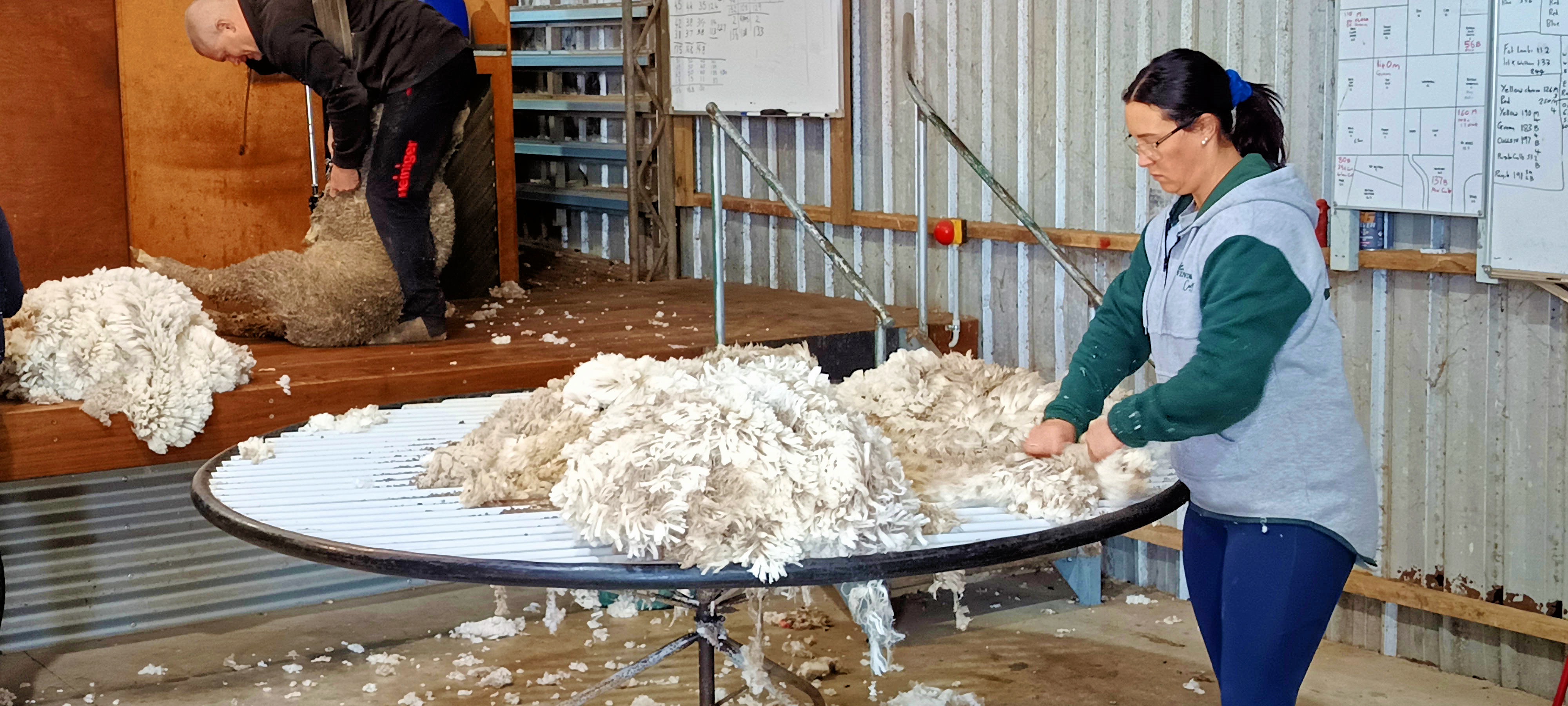 https://lemis.nyc3.digitaloceanspaces.com/grog/Photos/20250724/big/Shearing-in-Dereel-26.jpeg