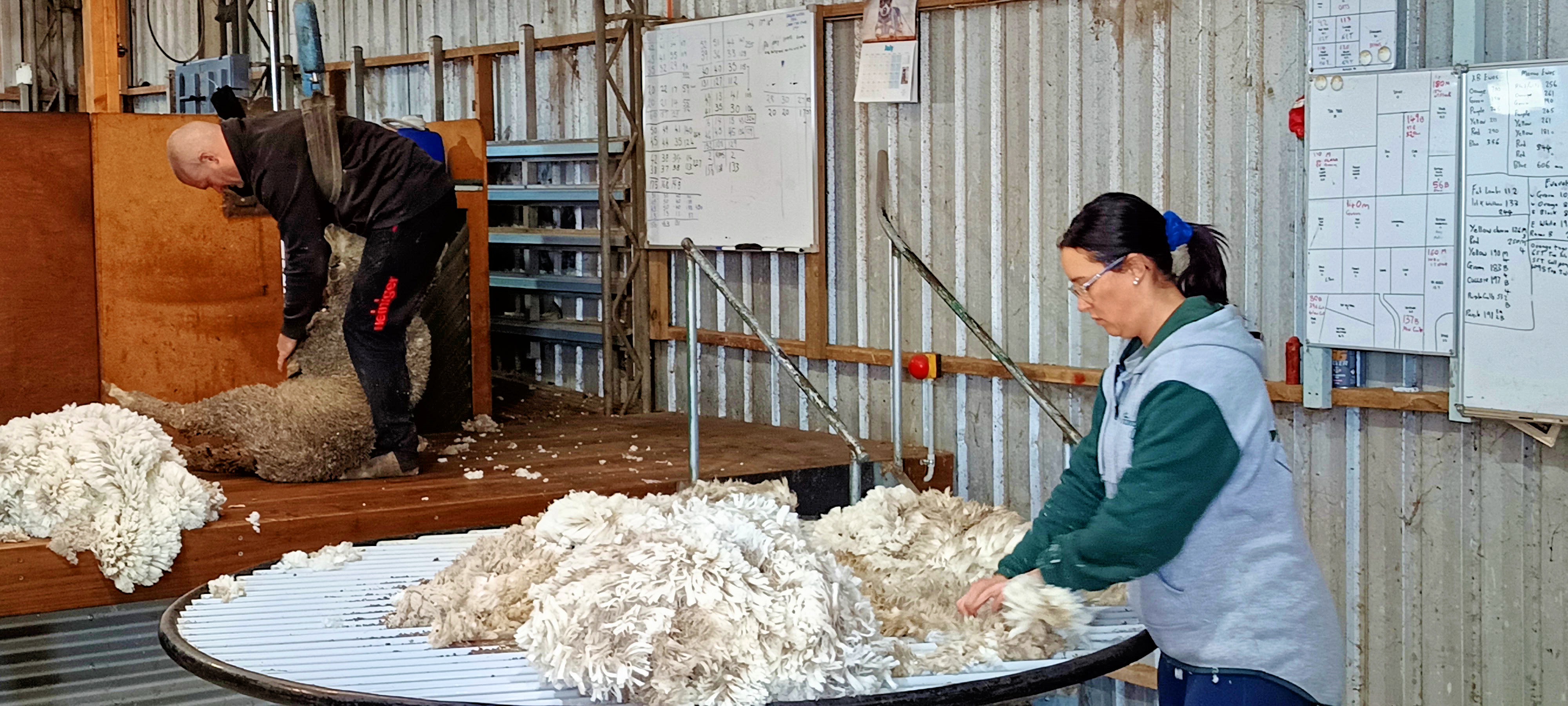 https://lemis.nyc3.digitaloceanspaces.com/grog/Photos/20250724/big/Shearing-in-Dereel-27.jpeg