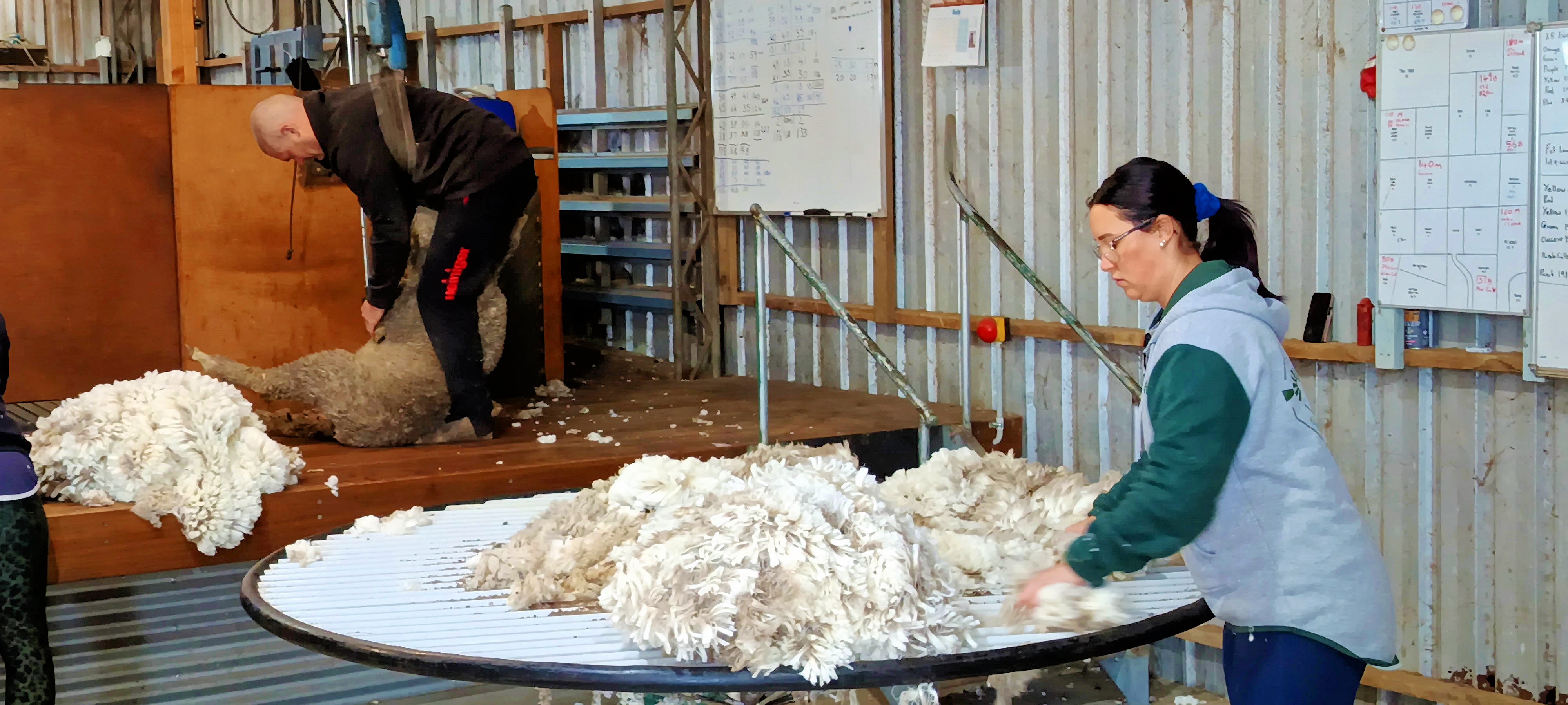 https://lemis.nyc3.digitaloceanspaces.com/grog/Photos/20250724/big/Shearing-in-Dereel-28.jpeg