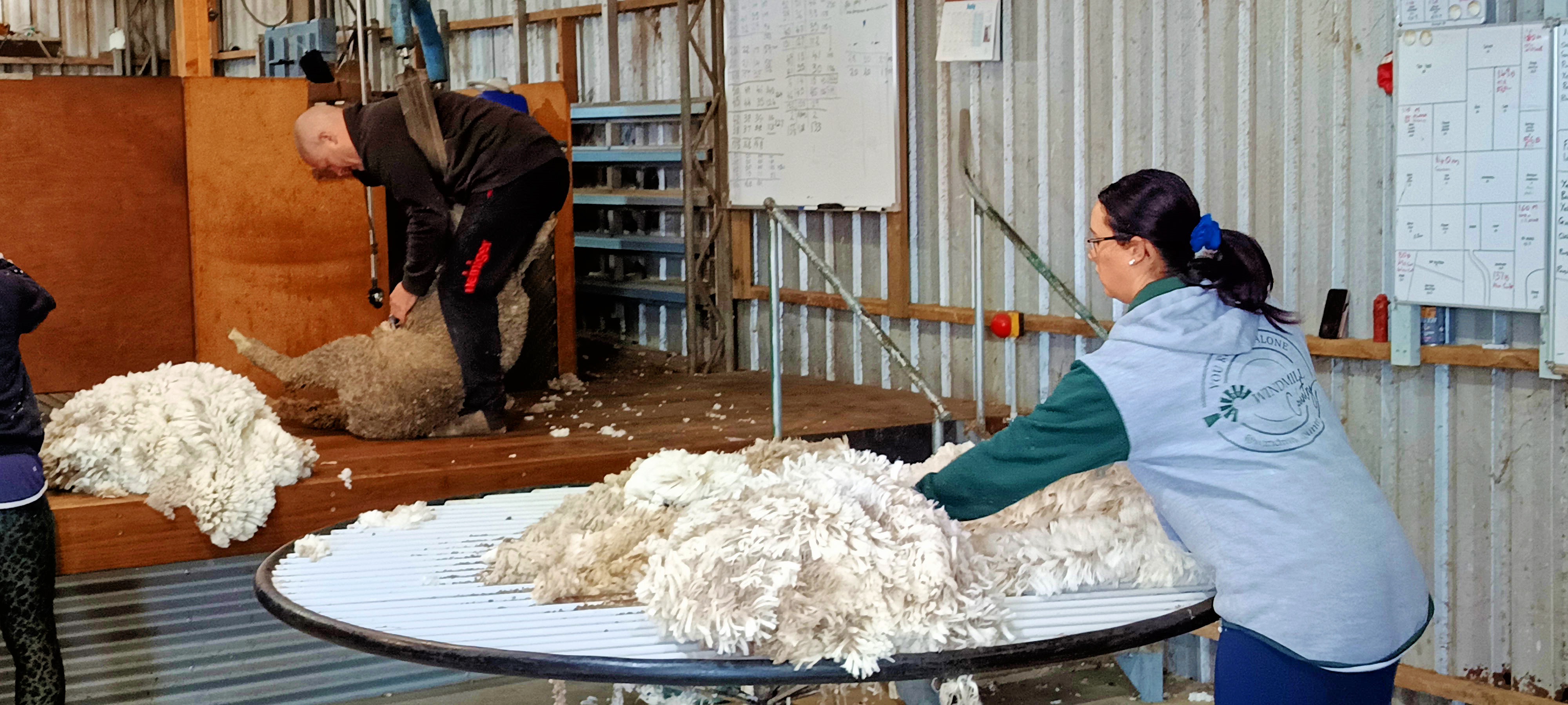 https://lemis.nyc3.digitaloceanspaces.com/grog/Photos/20250724/big/Shearing-in-Dereel-29.jpeg