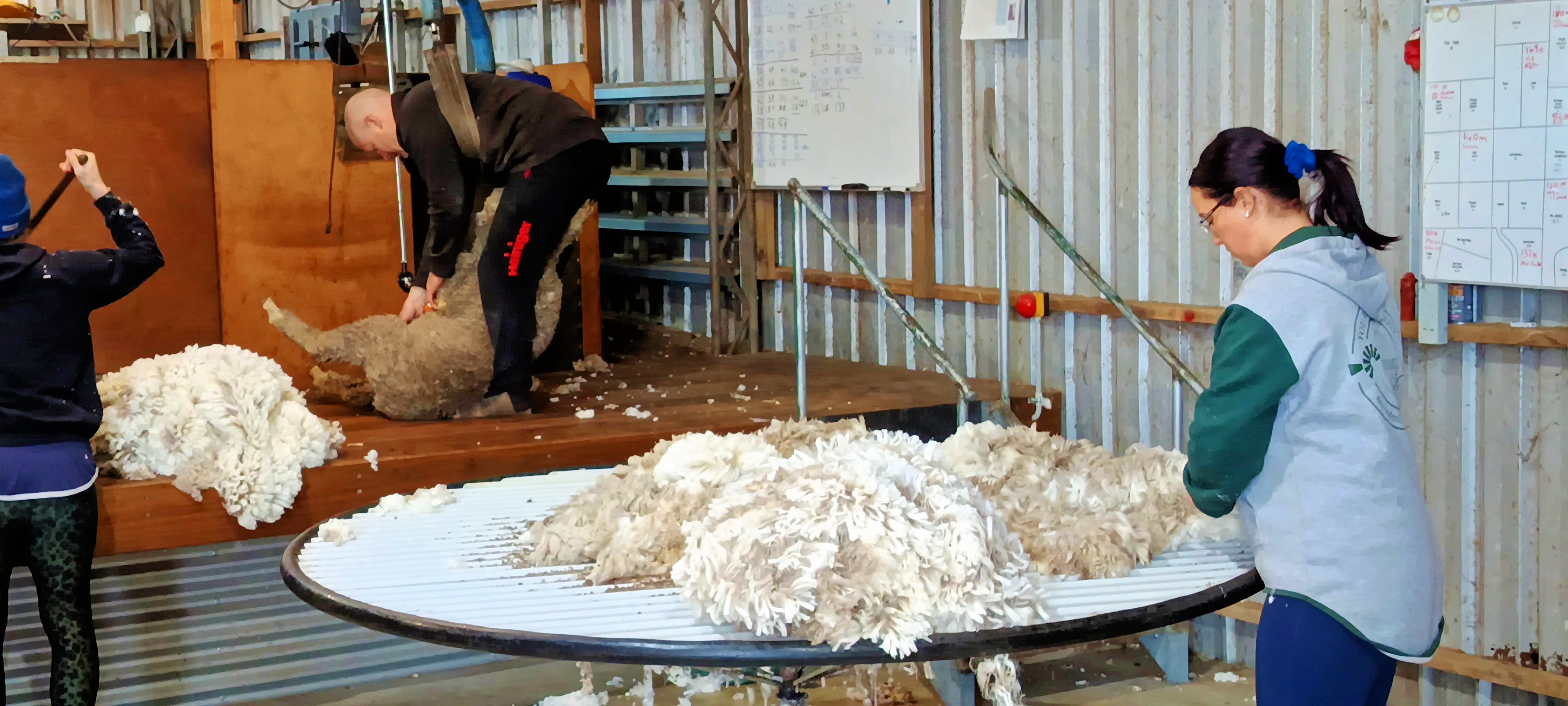 https://lemis.nyc3.digitaloceanspaces.com/grog/Photos/20250724/big/Shearing-in-Dereel-30.jpeg