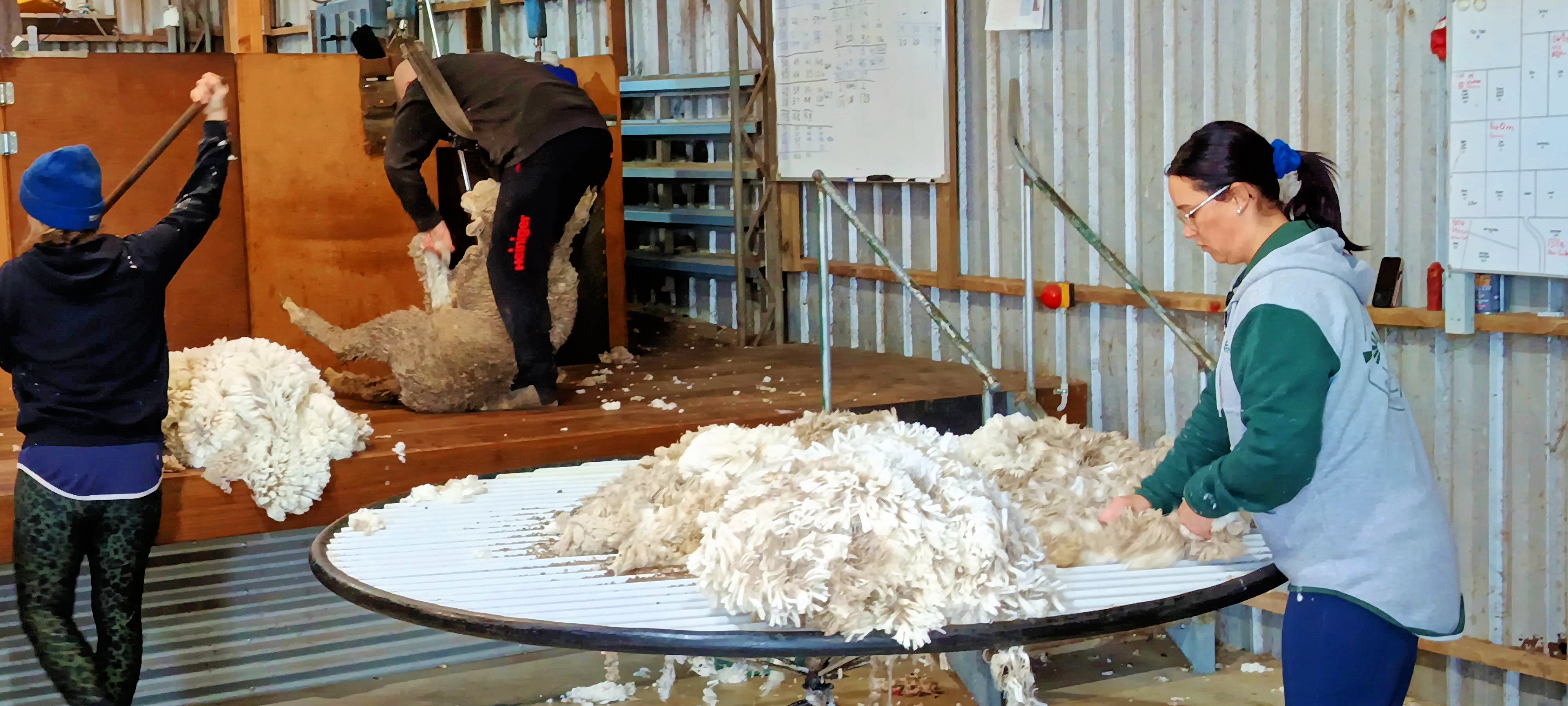 https://lemis.nyc3.digitaloceanspaces.com/grog/Photos/20250724/big/Shearing-in-Dereel-31.jpeg