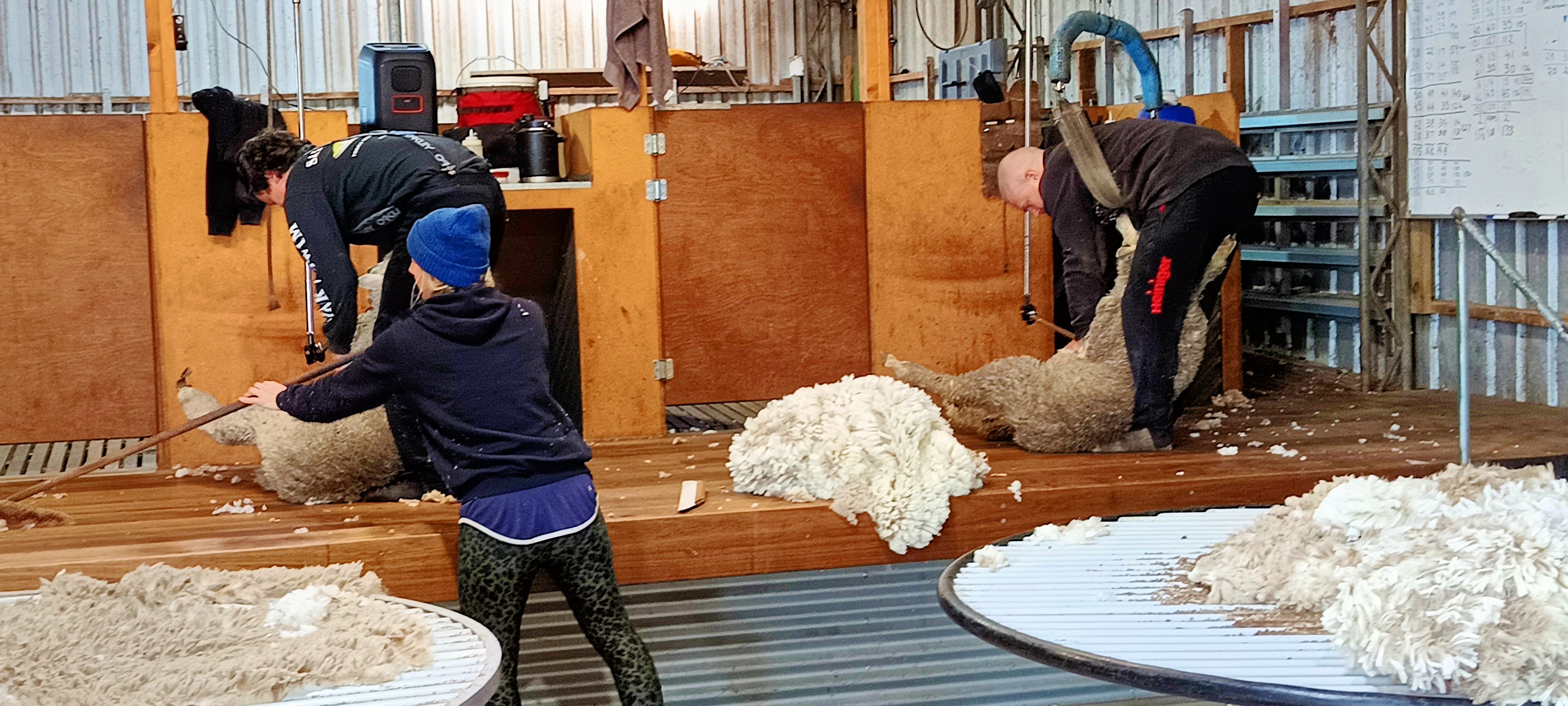 https://lemis.nyc3.digitaloceanspaces.com/grog/Photos/20250724/big/Shearing-in-Dereel-32.jpeg