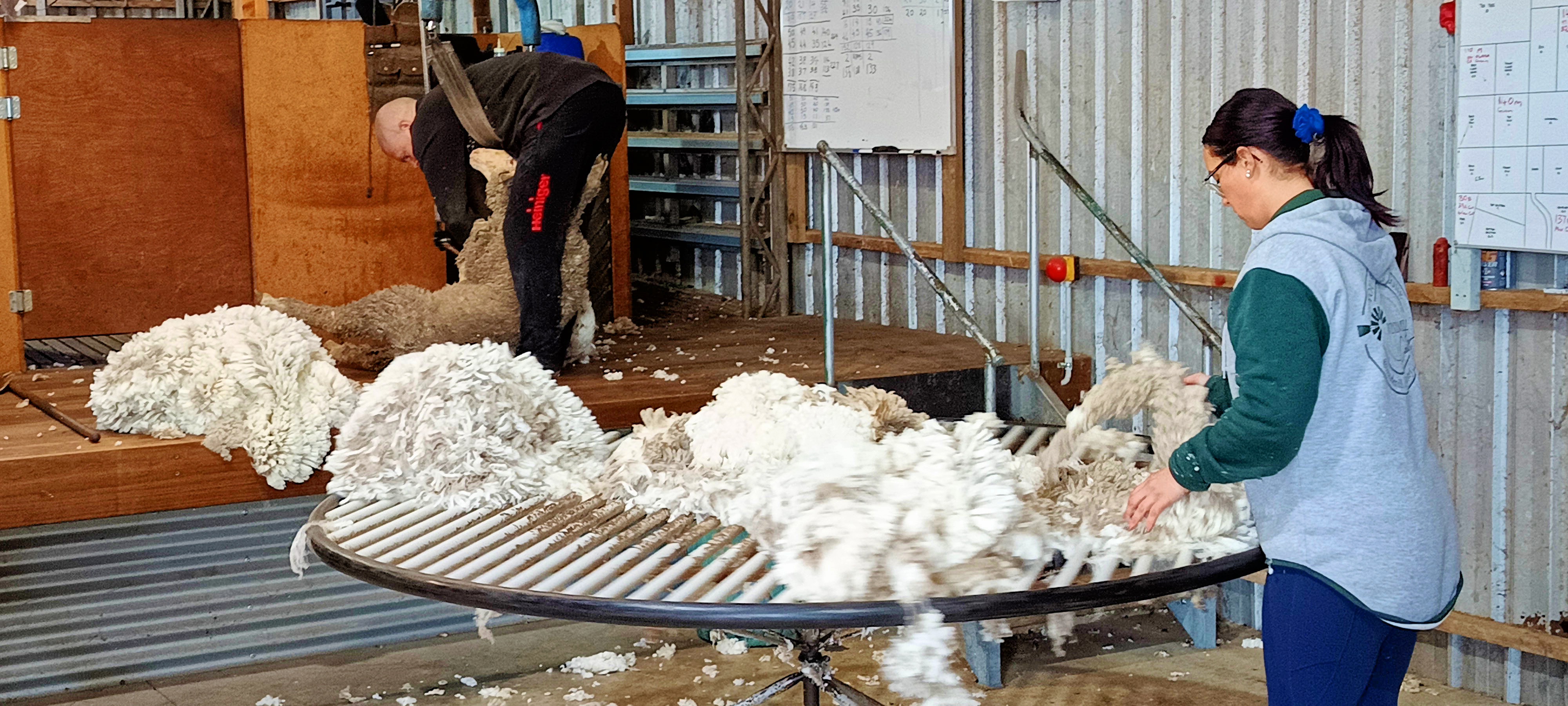 https://lemis.nyc3.digitaloceanspaces.com/grog/Photos/20250724/big/Shearing-in-Dereel-33.jpeg