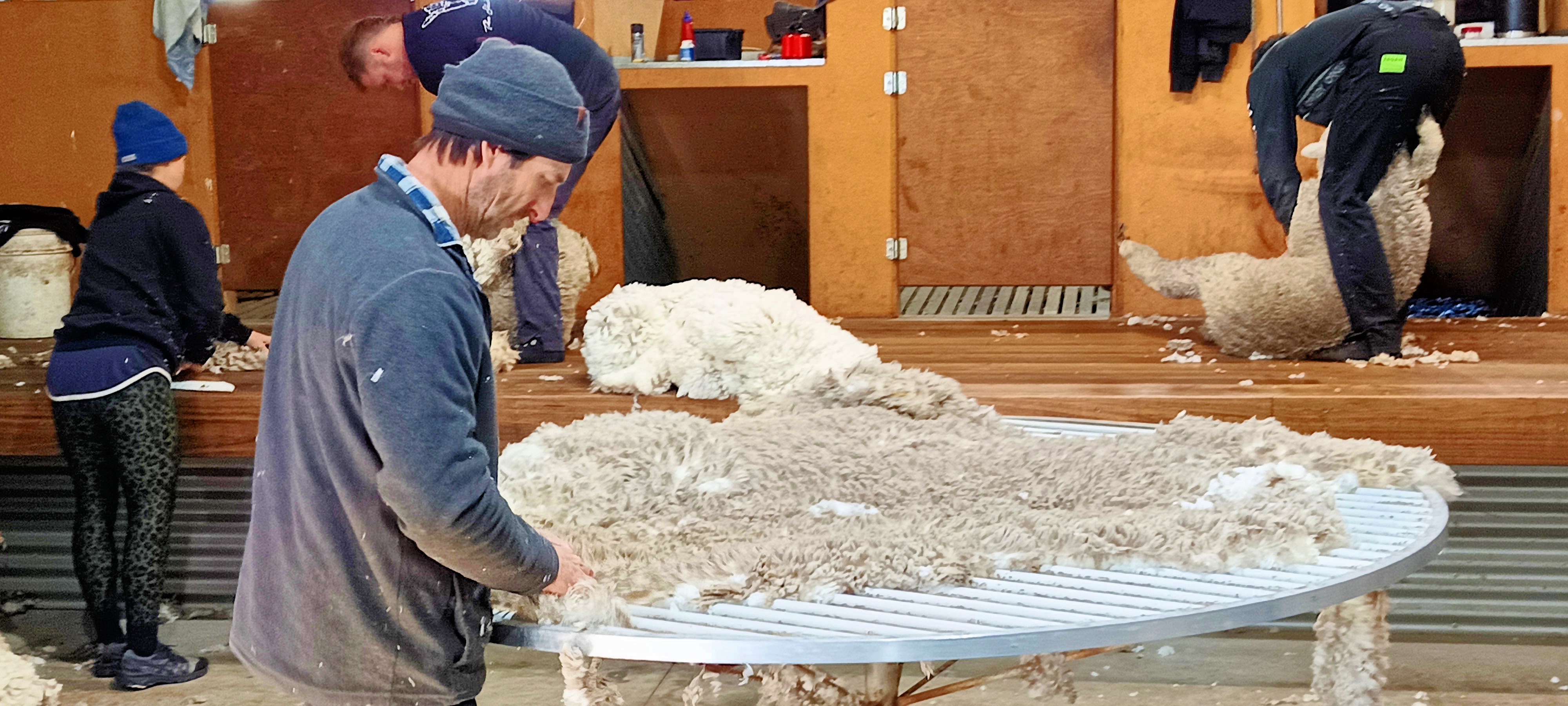https://lemis.nyc3.digitaloceanspaces.com/grog/Photos/20250724/big/Shearing-in-Dereel-34.jpeg