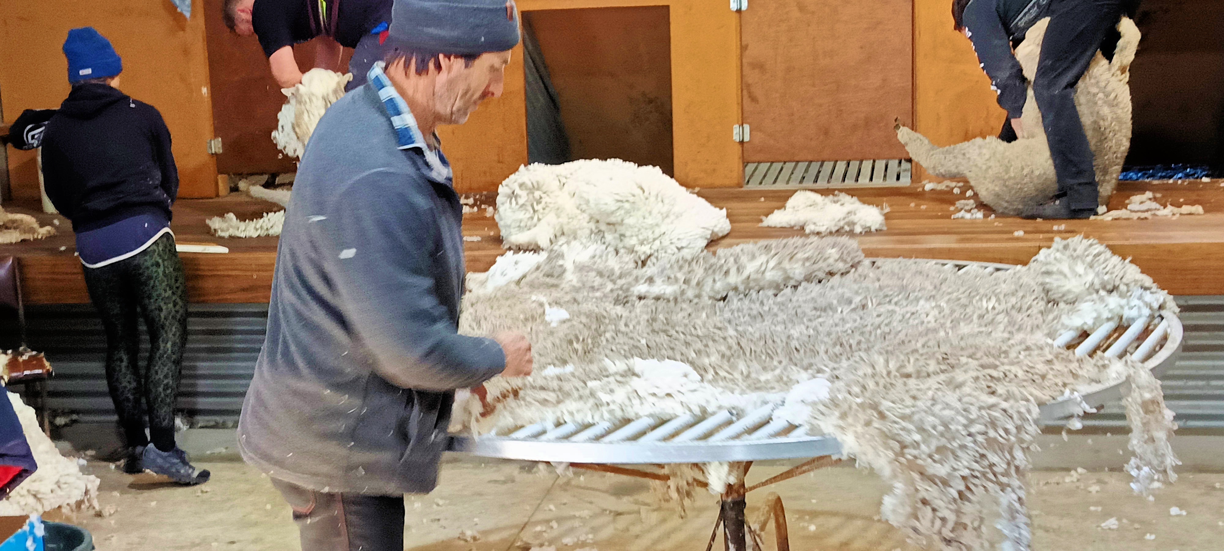 https://lemis.nyc3.digitaloceanspaces.com/grog/Photos/20250724/big/Shearing-in-Dereel-35.jpeg
