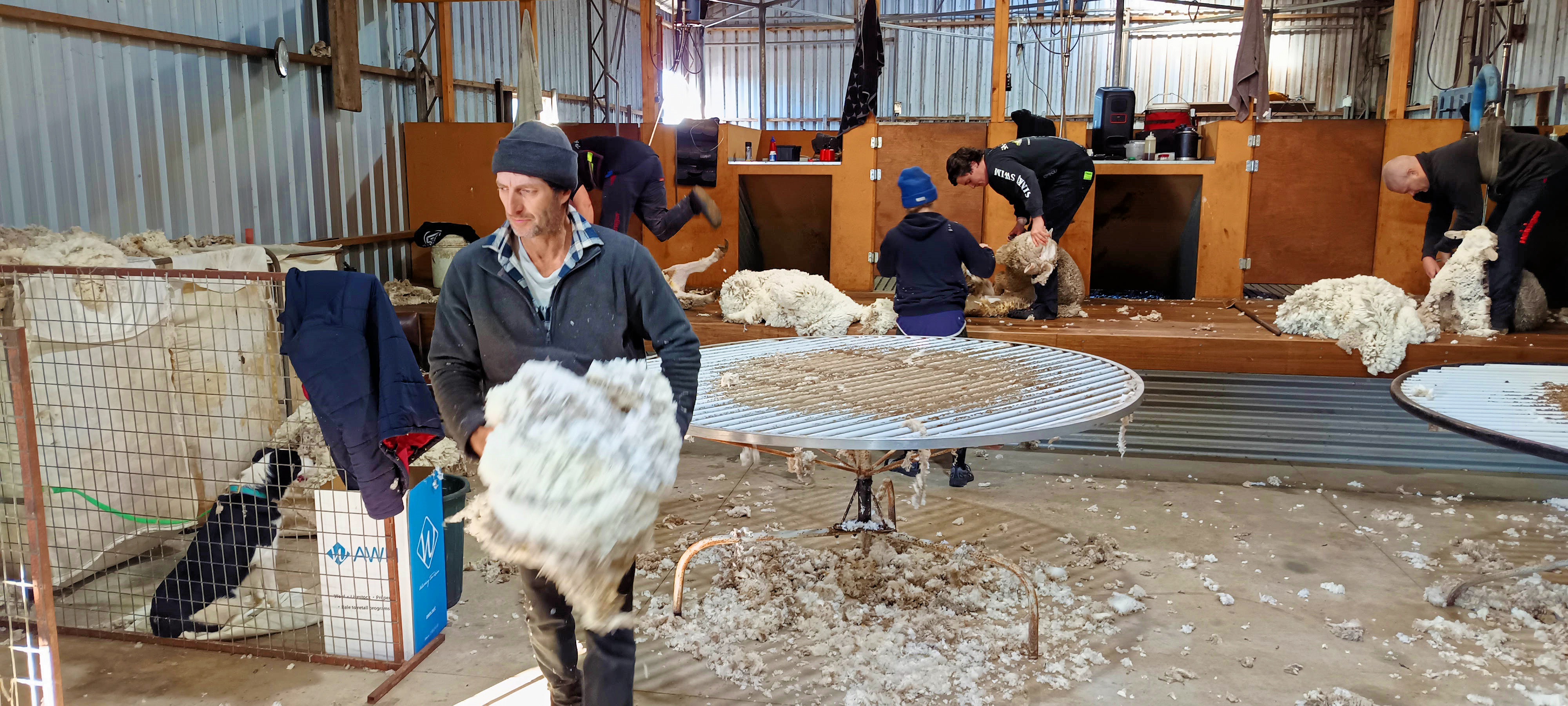 https://lemis.nyc3.digitaloceanspaces.com/grog/Photos/20250724/big/Shearing-in-Dereel-36.jpeg