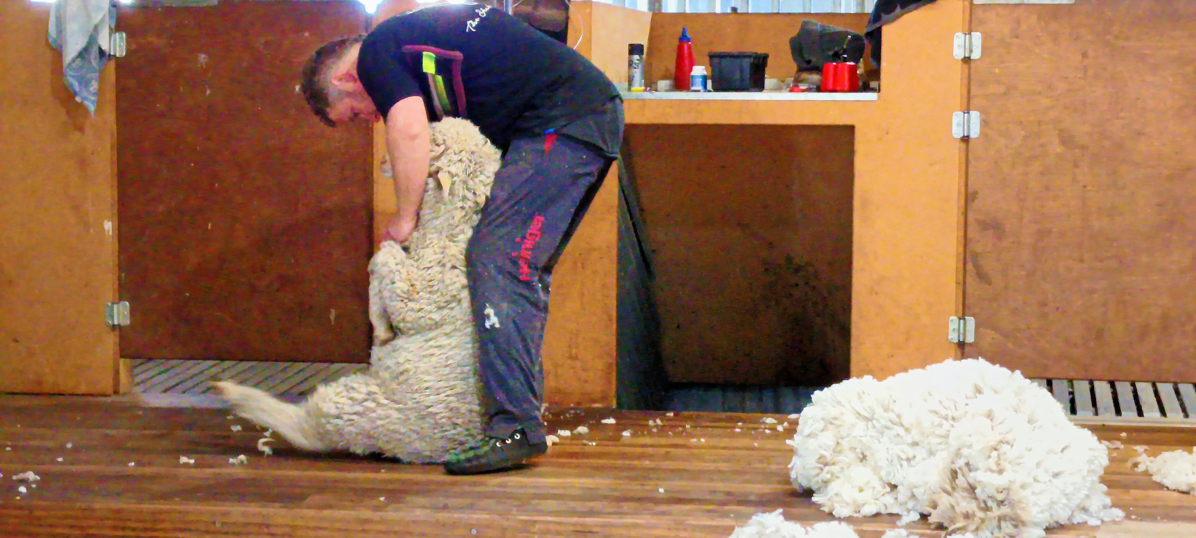 https://lemis.nyc3.digitaloceanspaces.com/grog/Photos/20250724/big/Shearing-in-Dereel-42.jpeg