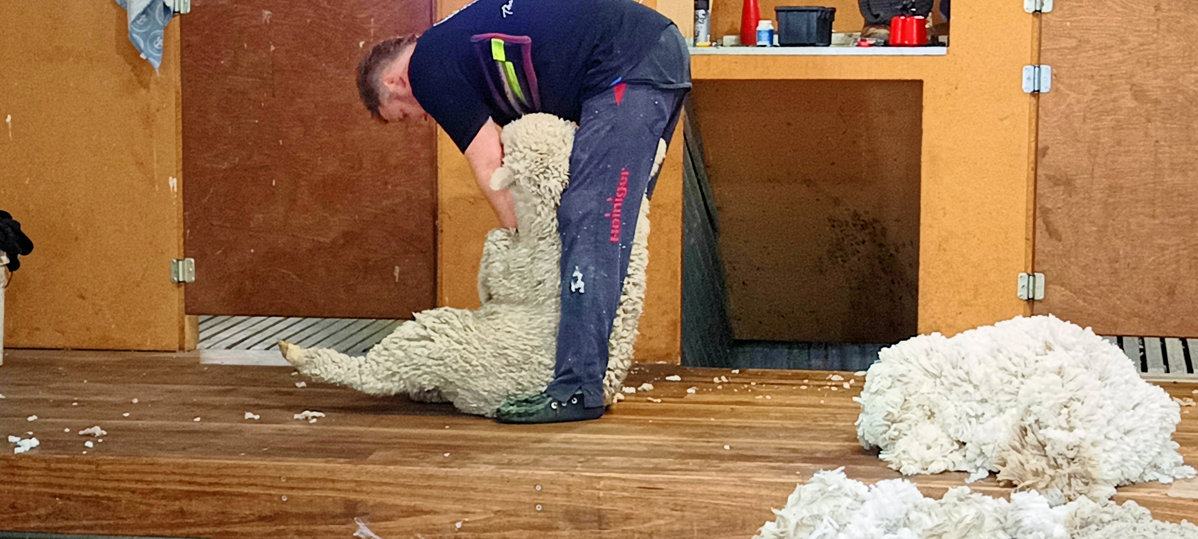https://lemis.nyc3.digitaloceanspaces.com/grog/Photos/20250724/big/Shearing-in-Dereel-43.jpeg