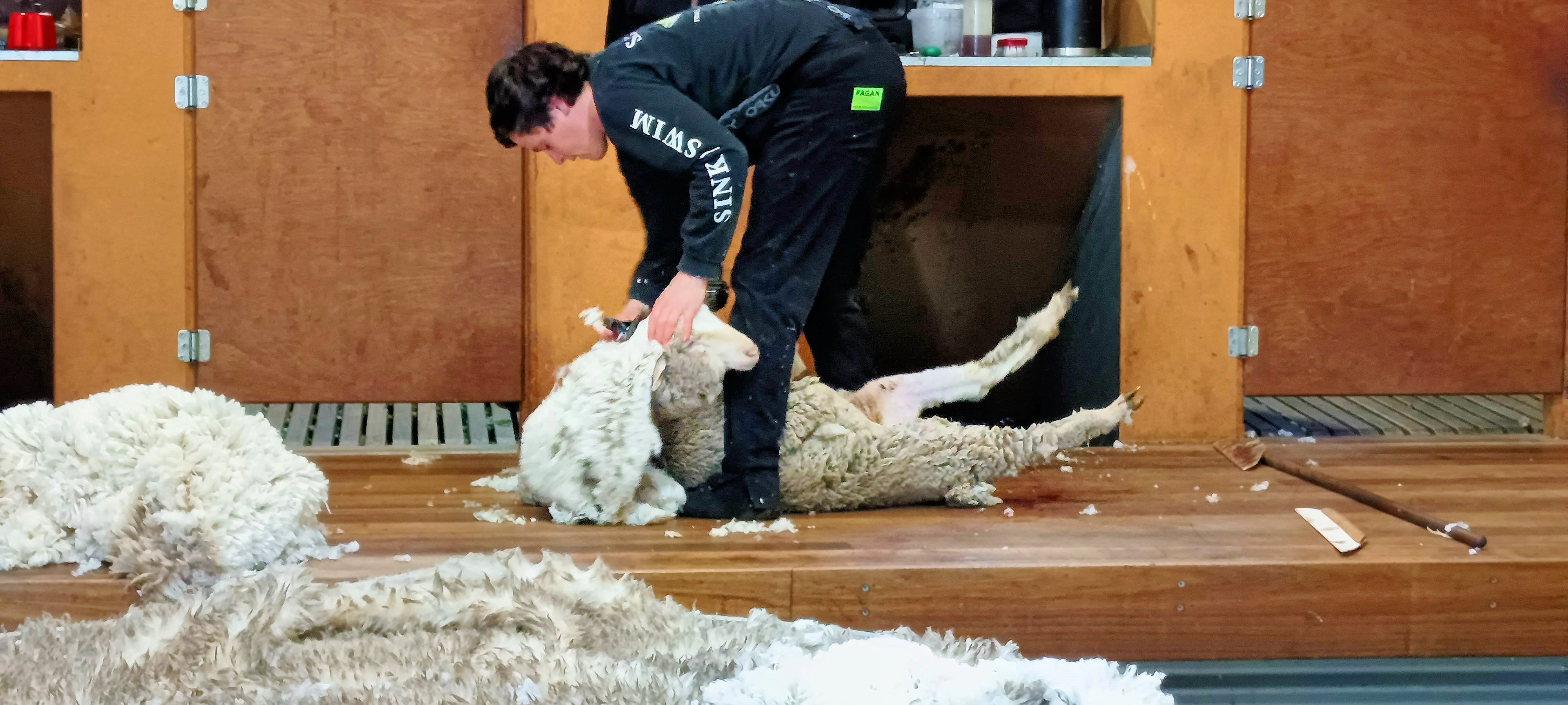 https://lemis.nyc3.digitaloceanspaces.com/grog/Photos/20250724/big/Shearing-in-Dereel-45.jpeg