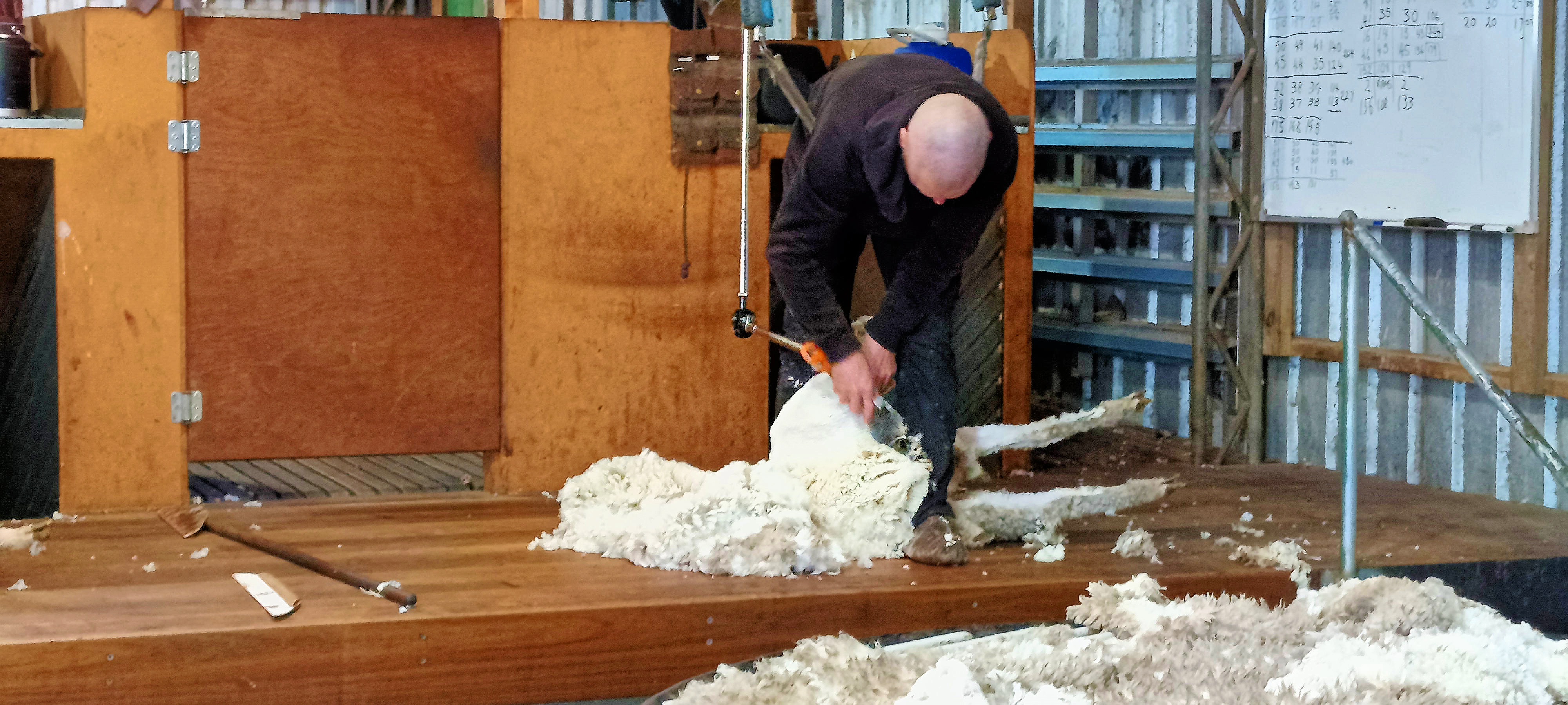 https://lemis.nyc3.digitaloceanspaces.com/grog/Photos/20250724/big/Shearing-in-Dereel-46.jpeg