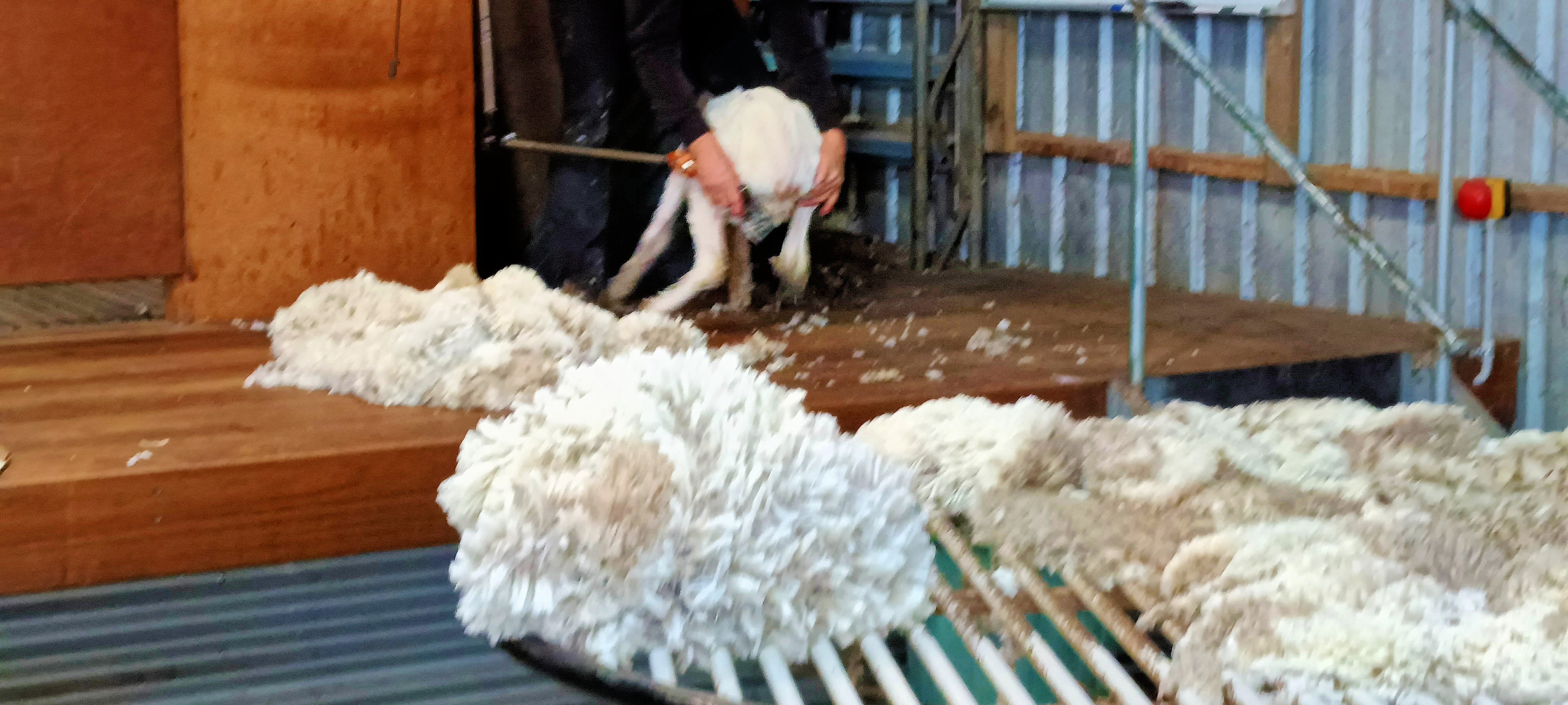 https://lemis.nyc3.digitaloceanspaces.com/grog/Photos/20250724/big/Shearing-in-Dereel-48.jpeg