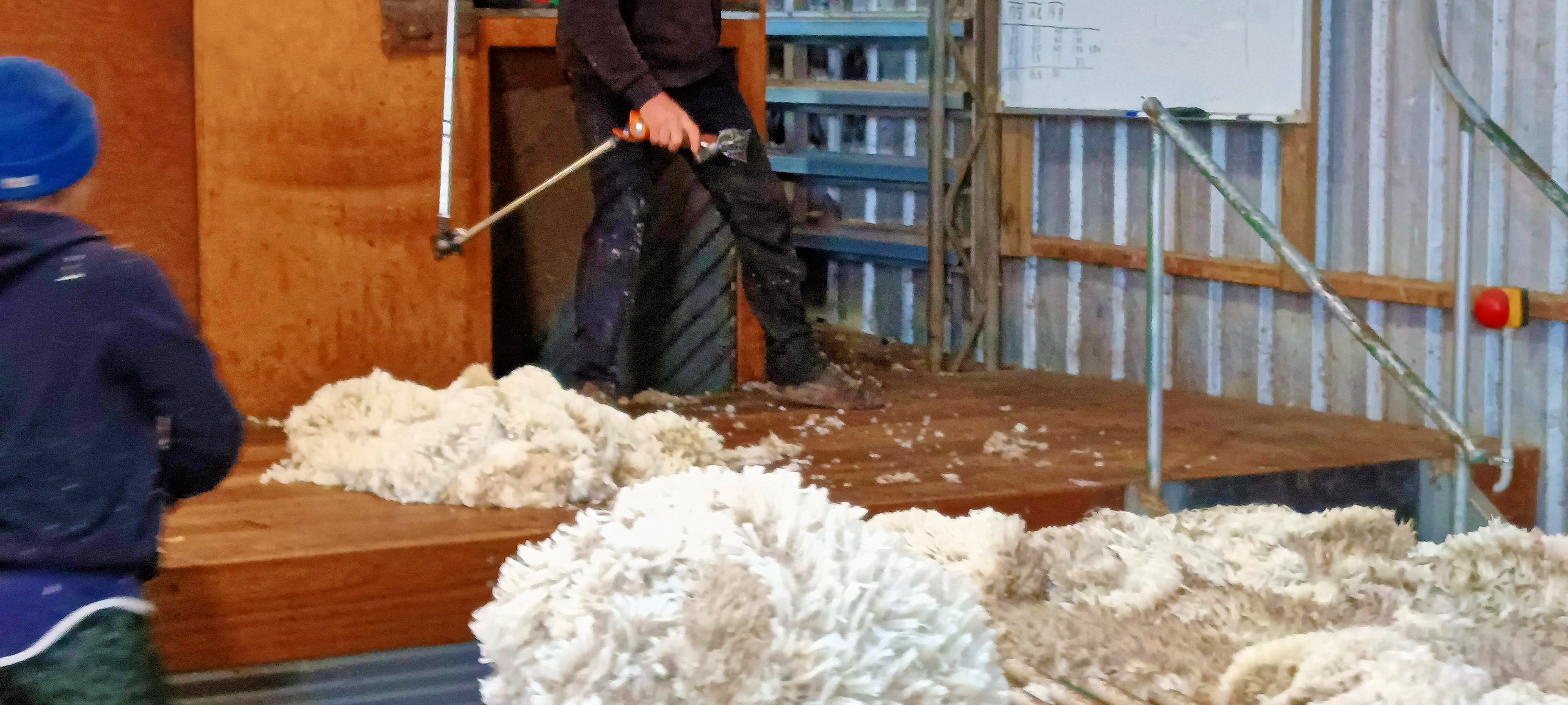 https://lemis.nyc3.digitaloceanspaces.com/grog/Photos/20250724/big/Shearing-in-Dereel-49.jpeg