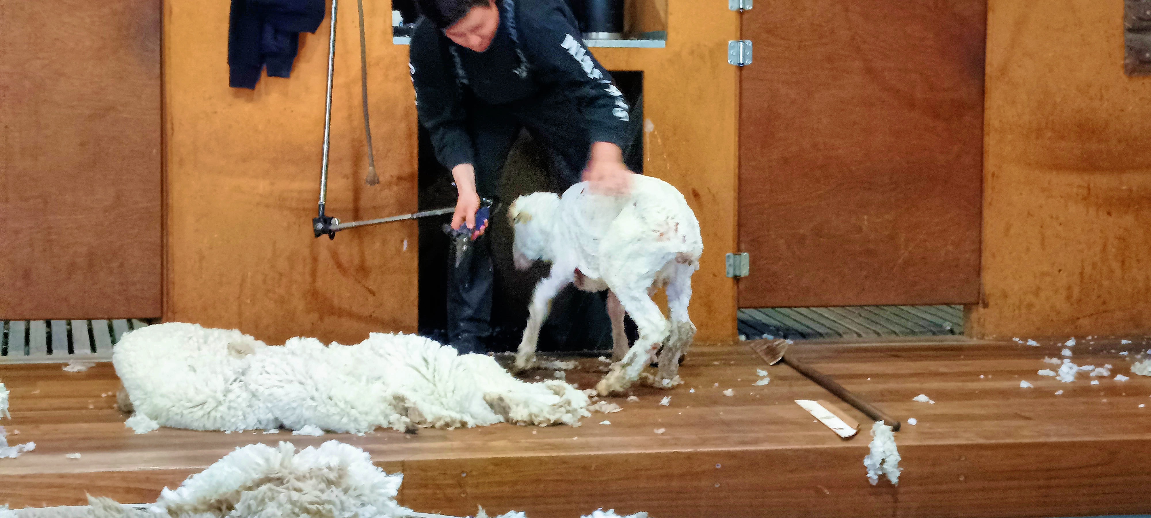 https://lemis.nyc3.digitaloceanspaces.com/grog/Photos/20250724/big/Shearing-in-Dereel-50.jpeg