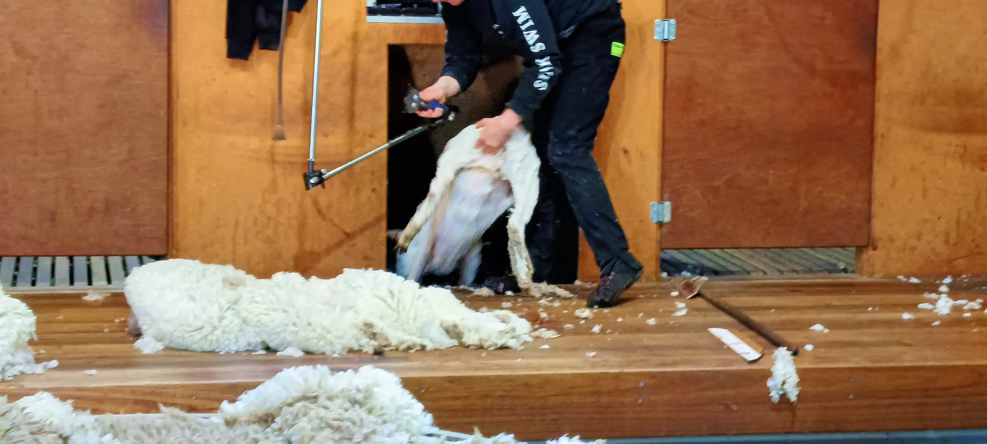 https://lemis.nyc3.digitaloceanspaces.com/grog/Photos/20250724/big/Shearing-in-Dereel-51.jpeg