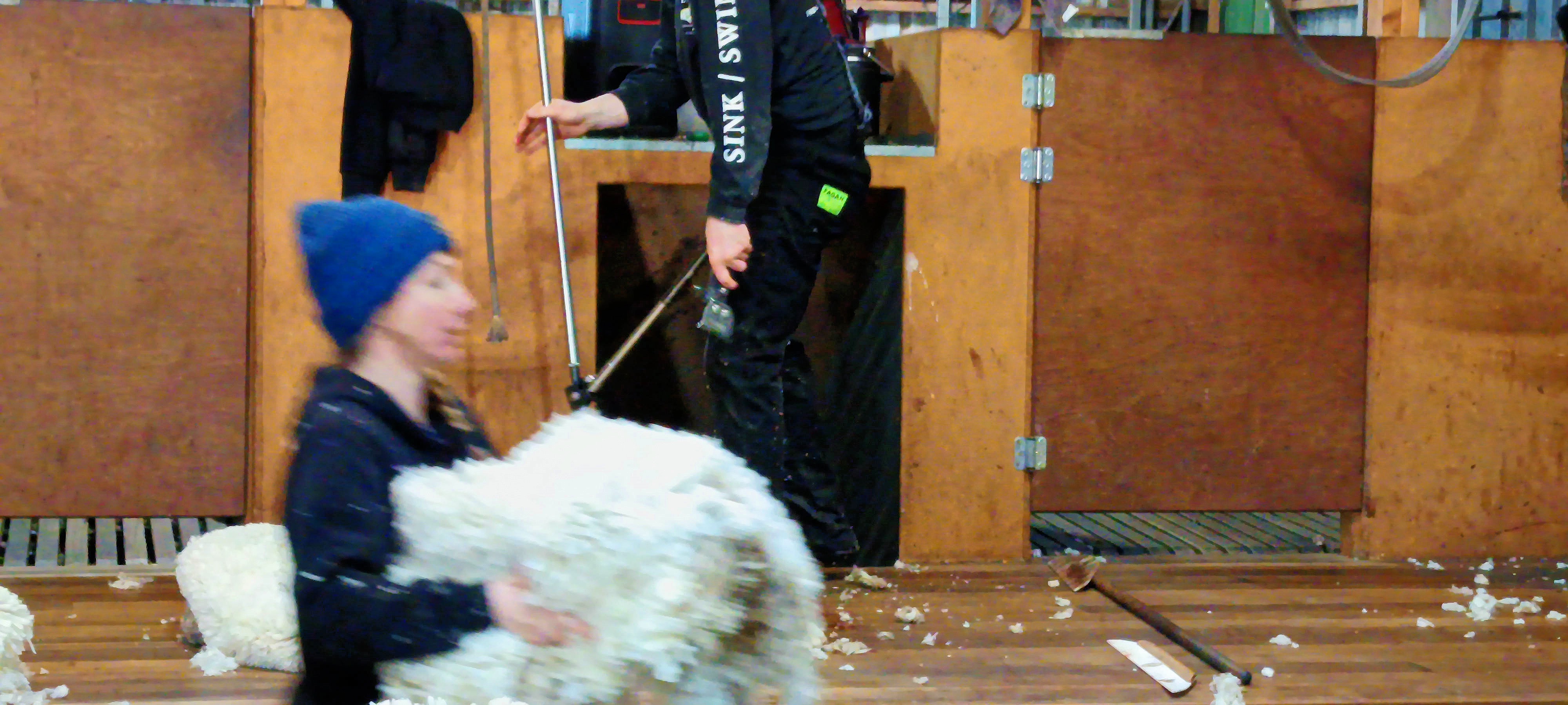 https://lemis.nyc3.digitaloceanspaces.com/grog/Photos/20250724/big/Shearing-in-Dereel-52.jpeg