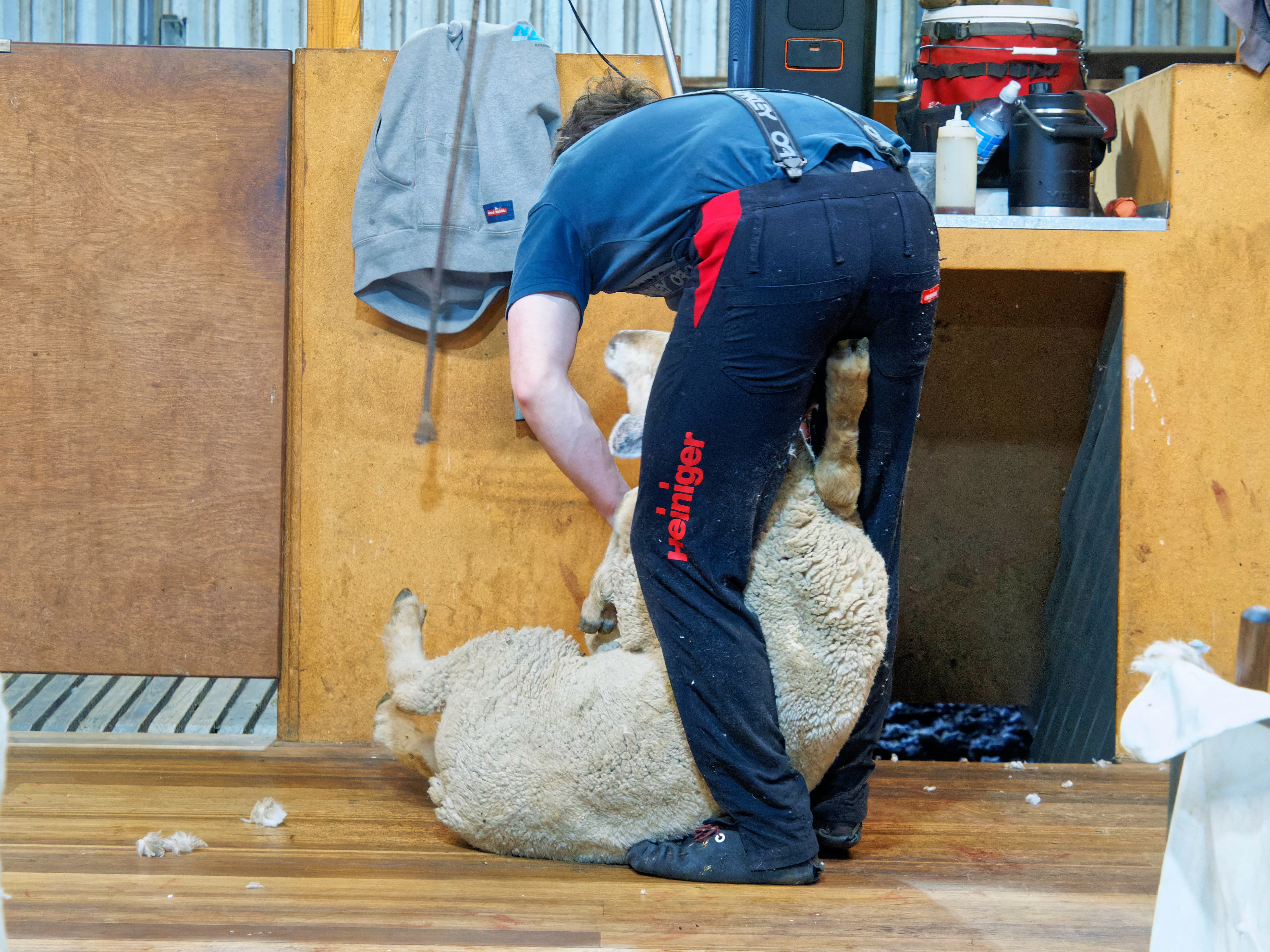 https://lemis.nyc3.digitaloceanspaces.com/grog/Photos/20250725/big/Shearing-in-Dereel-1.jpeg