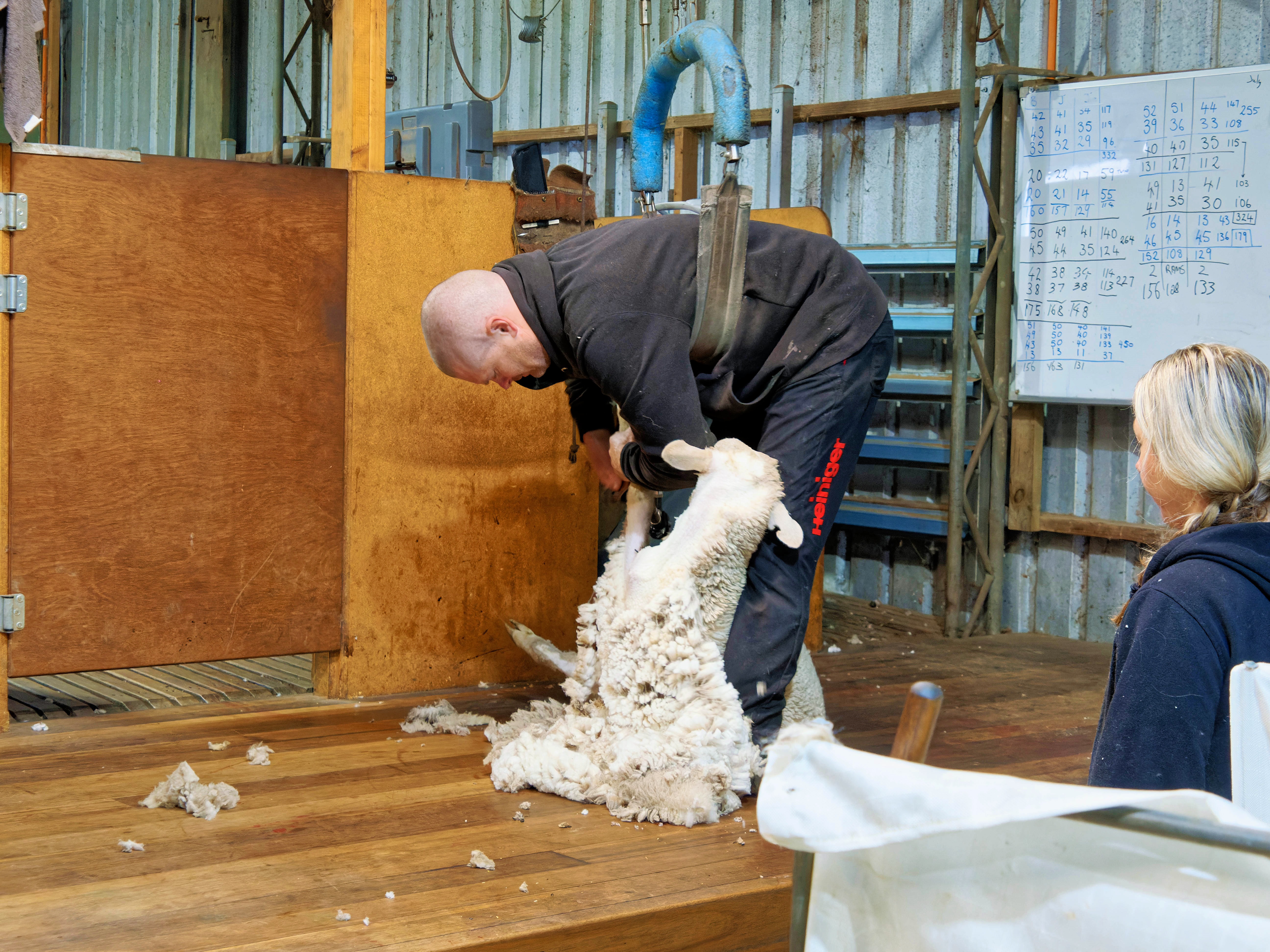 https://lemis.nyc3.digitaloceanspaces.com/grog/Photos/20250725/big/Shearing-in-Dereel-2.jpeg