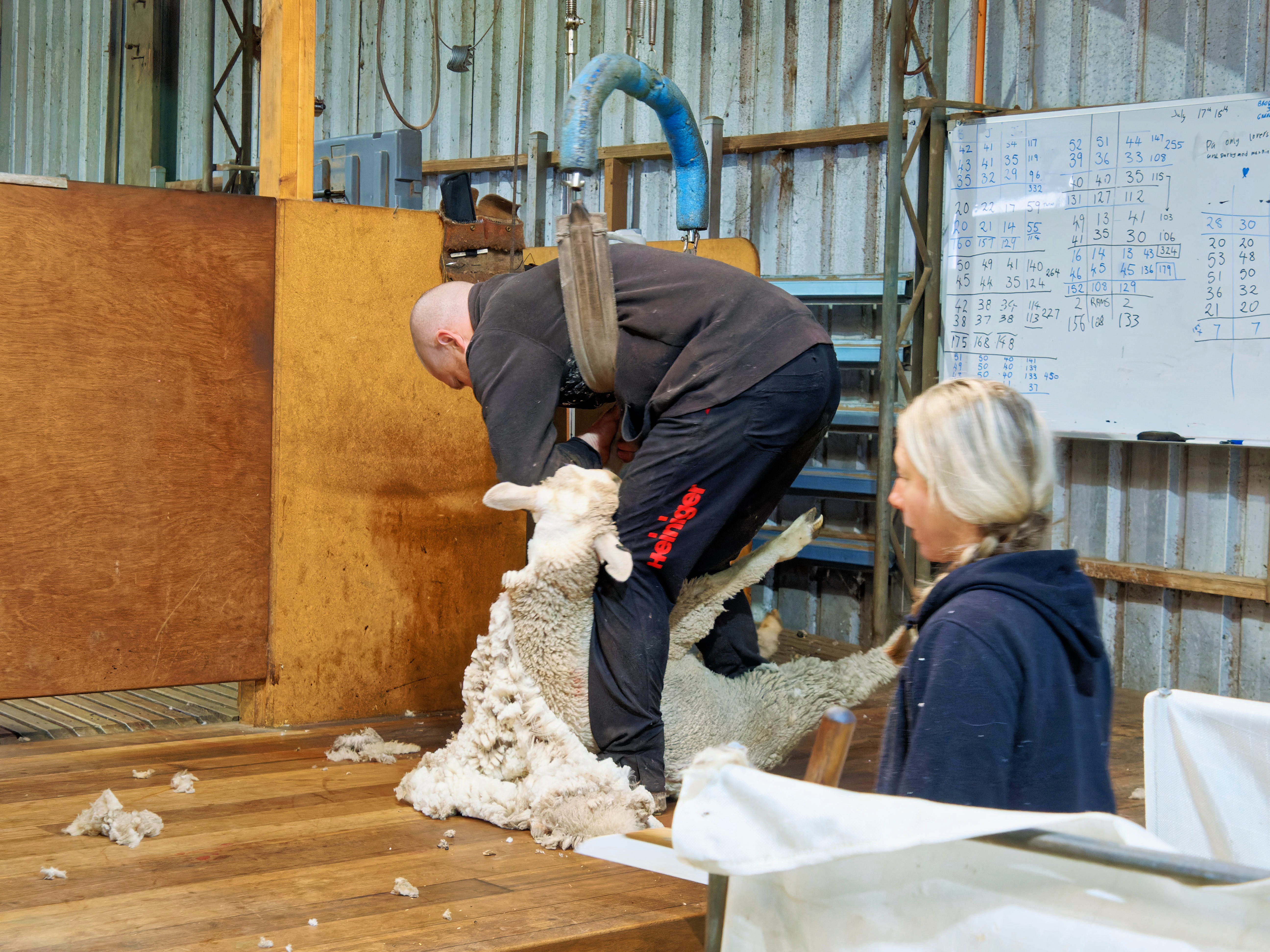 https://lemis.nyc3.digitaloceanspaces.com/grog/Photos/20250725/big/Shearing-in-Dereel-3.jpeg