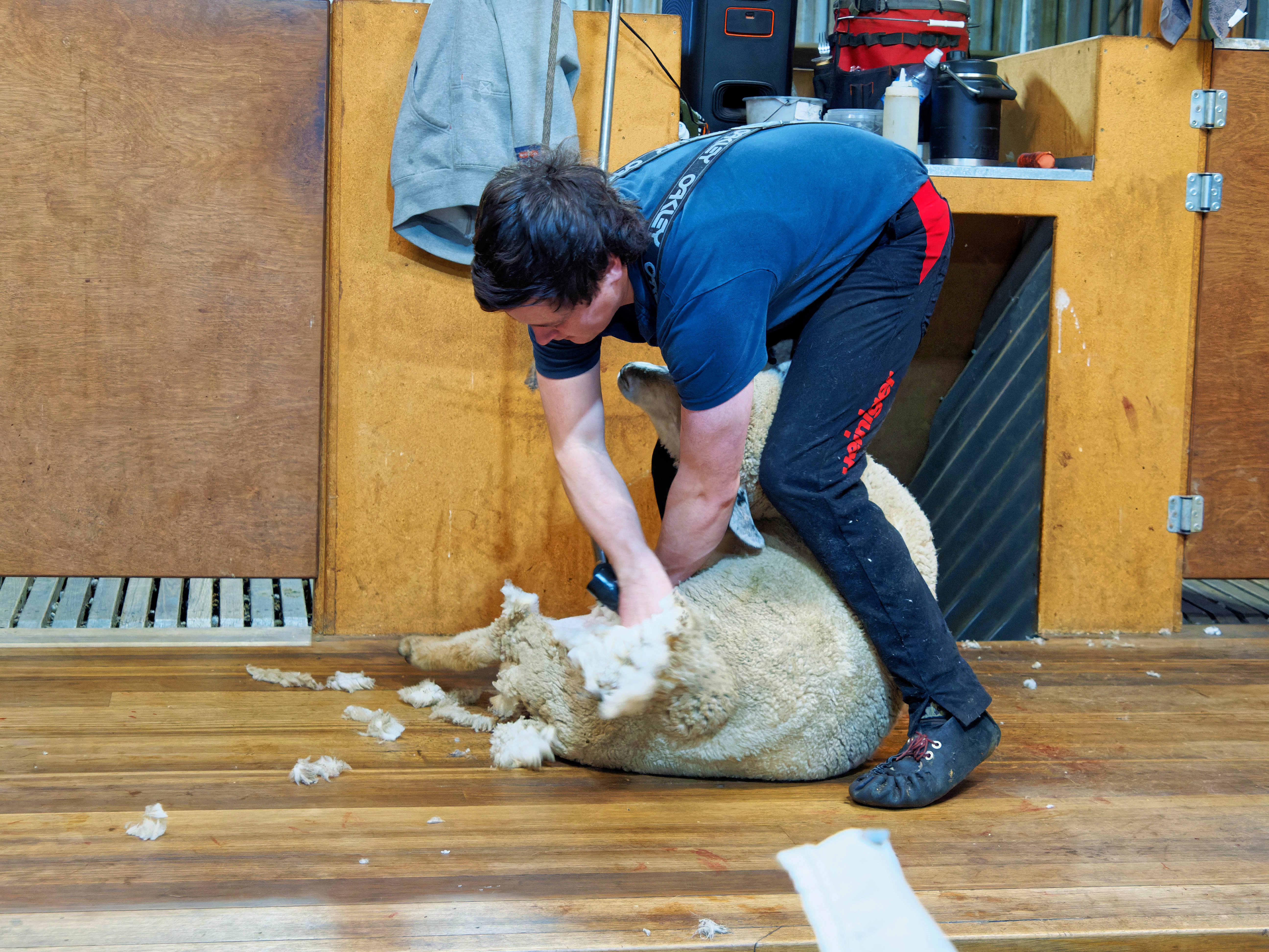 https://lemis.nyc3.digitaloceanspaces.com/grog/Photos/20250725/big/Shearing-in-Dereel-5.jpeg