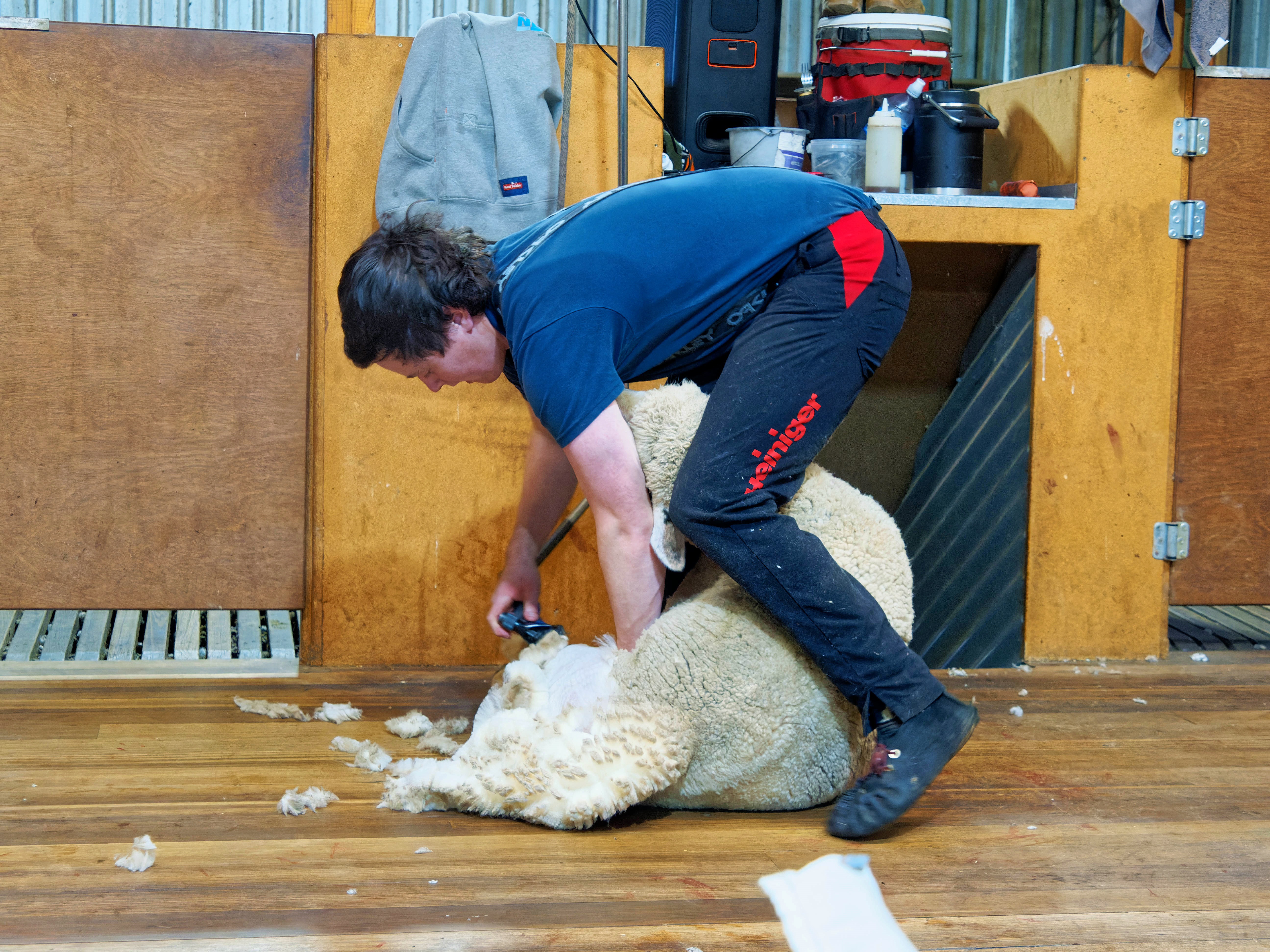 https://lemis.nyc3.digitaloceanspaces.com/grog/Photos/20250725/big/Shearing-in-Dereel-6.jpeg