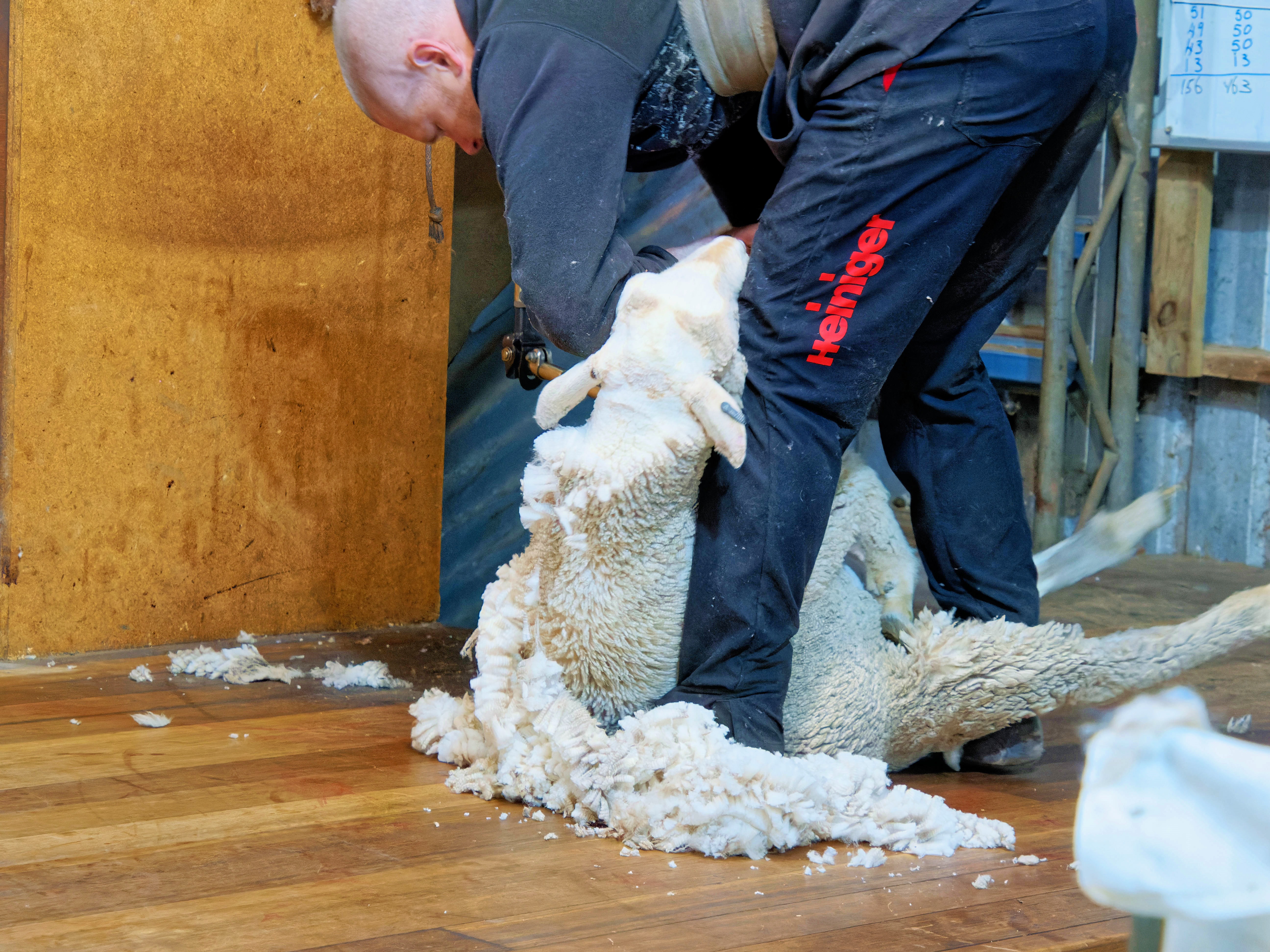 https://lemis.nyc3.digitaloceanspaces.com/grog/Photos/20250725/big/Shearing-in-Dereel-7.jpeg