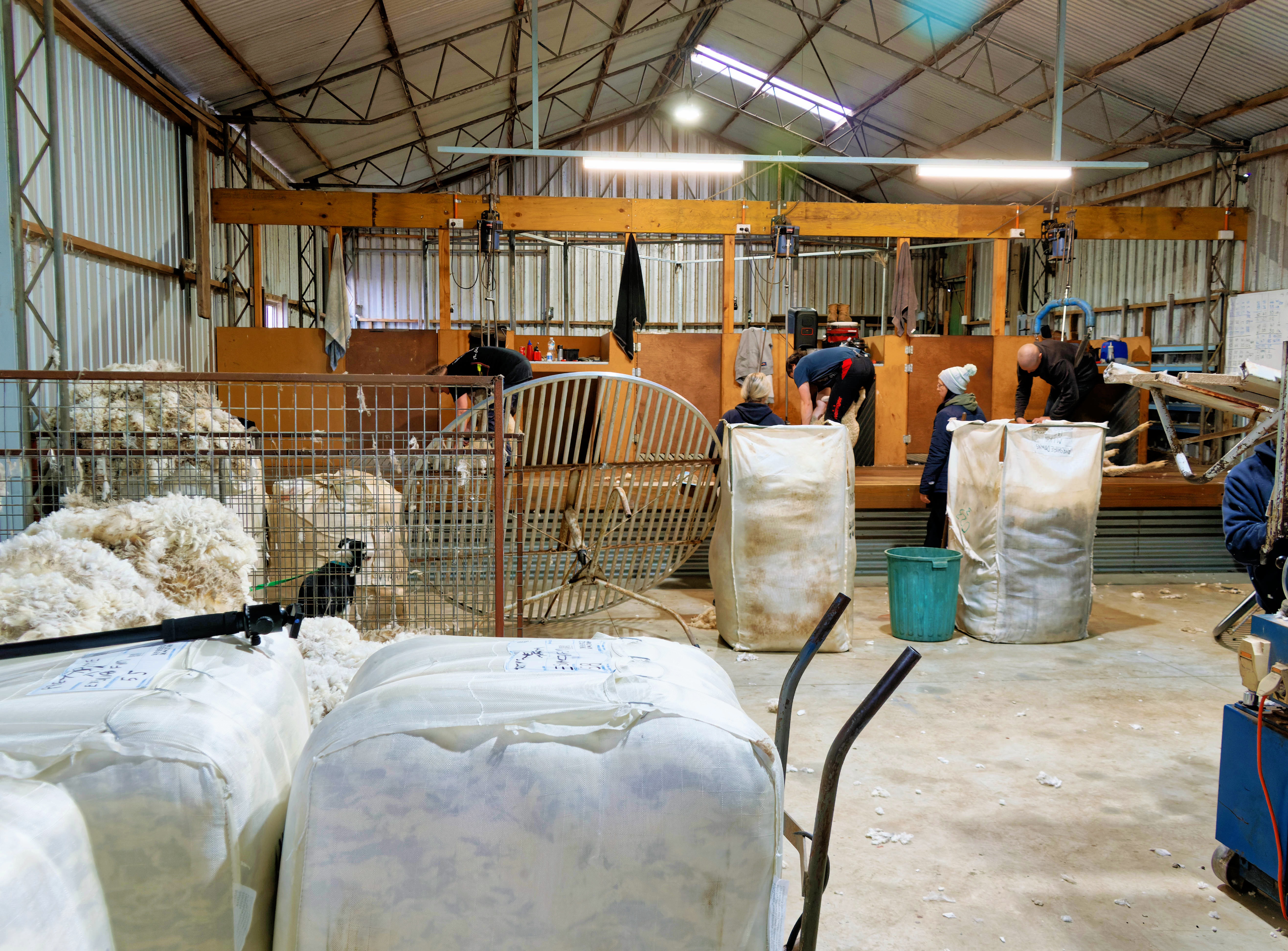 https://lemis.nyc3.digitaloceanspaces.com/grog/Photos/20250725/big/Shearing-in-Dereel-8.jpeg