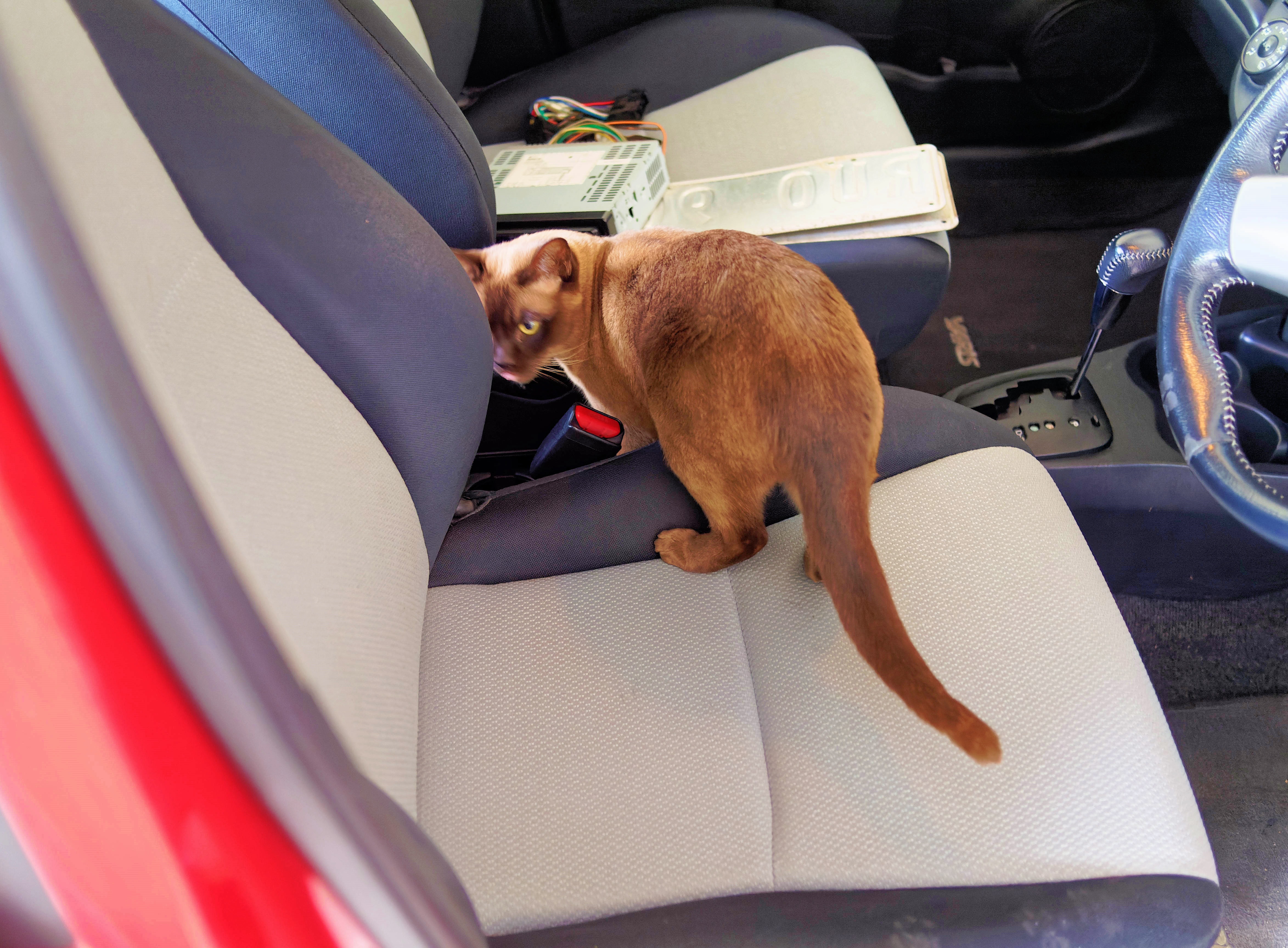 https://lemis.nyc3.digitaloceanspaces.com/grog/Photos/20250730/big/Bruno-in-new-car-1.jpeg