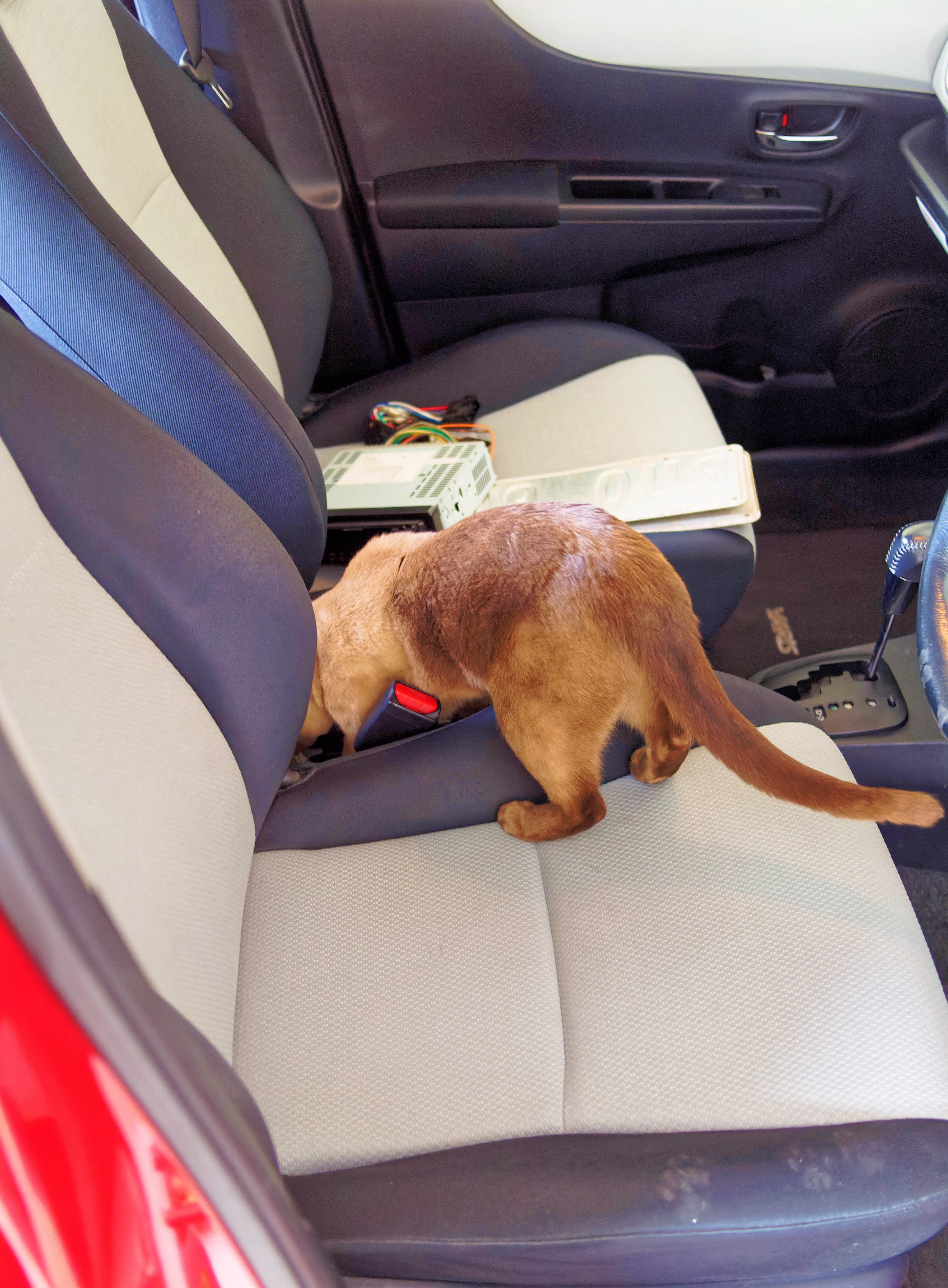 https://lemis.nyc3.digitaloceanspaces.com/grog/Photos/20250730/big/Bruno-in-new-car-2.jpeg