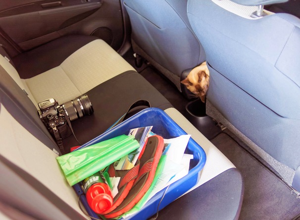 https://lemis.nyc3.digitaloceanspaces.com/grog/Photos/20250730/small/Bruno-in-new-car-3.jpeg