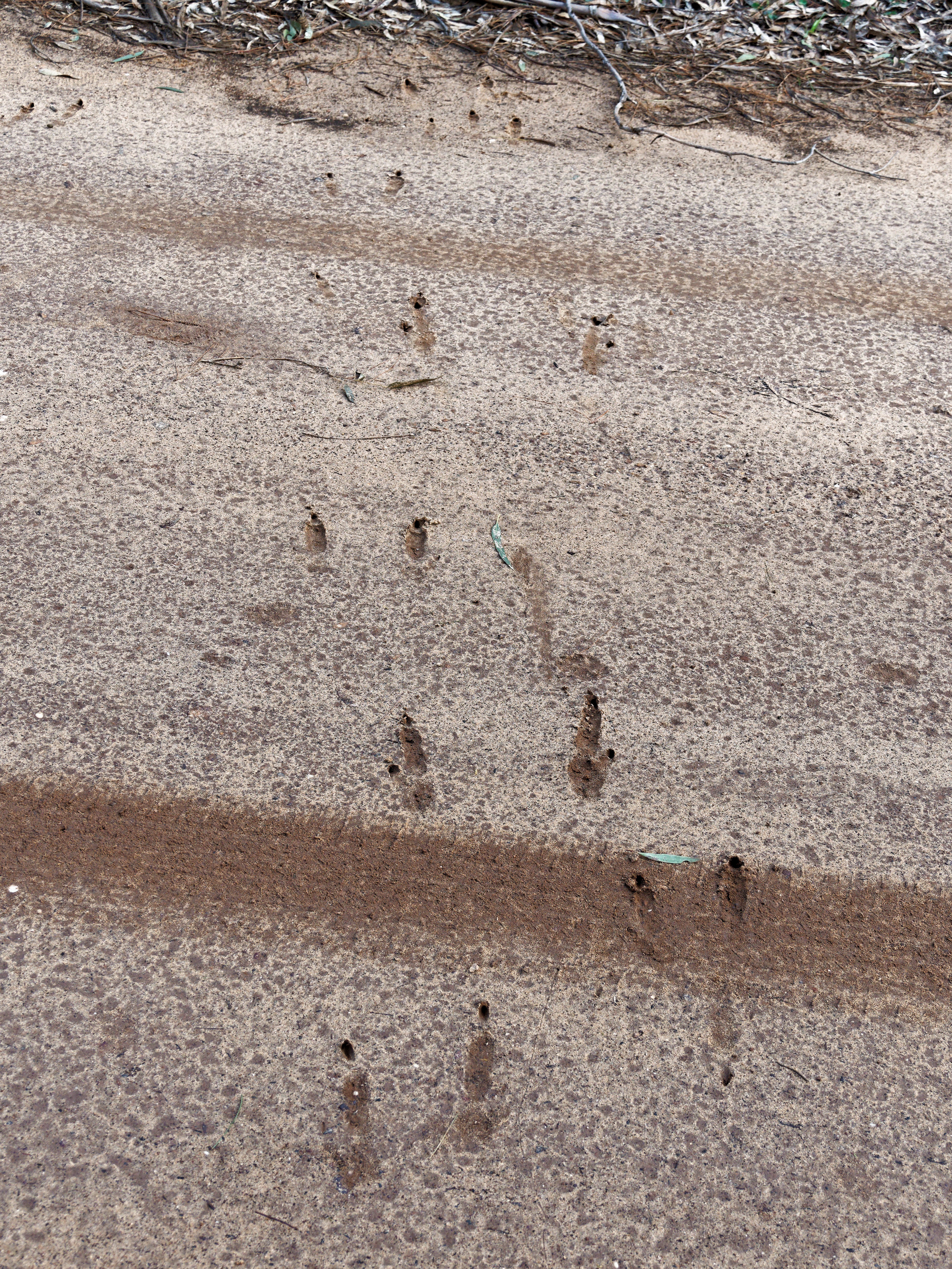 https://lemis.nyc3.digitaloceanspaces.com/grog/Photos/20250805/big/Kangaroo-tracks.jpeg