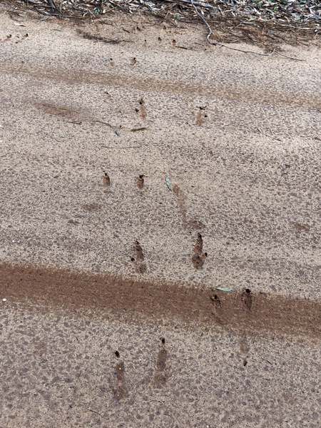 https://lemis.nyc3.digitaloceanspaces.com/grog/Photos/20250805/small/Kangaroo-tracks.jpeg