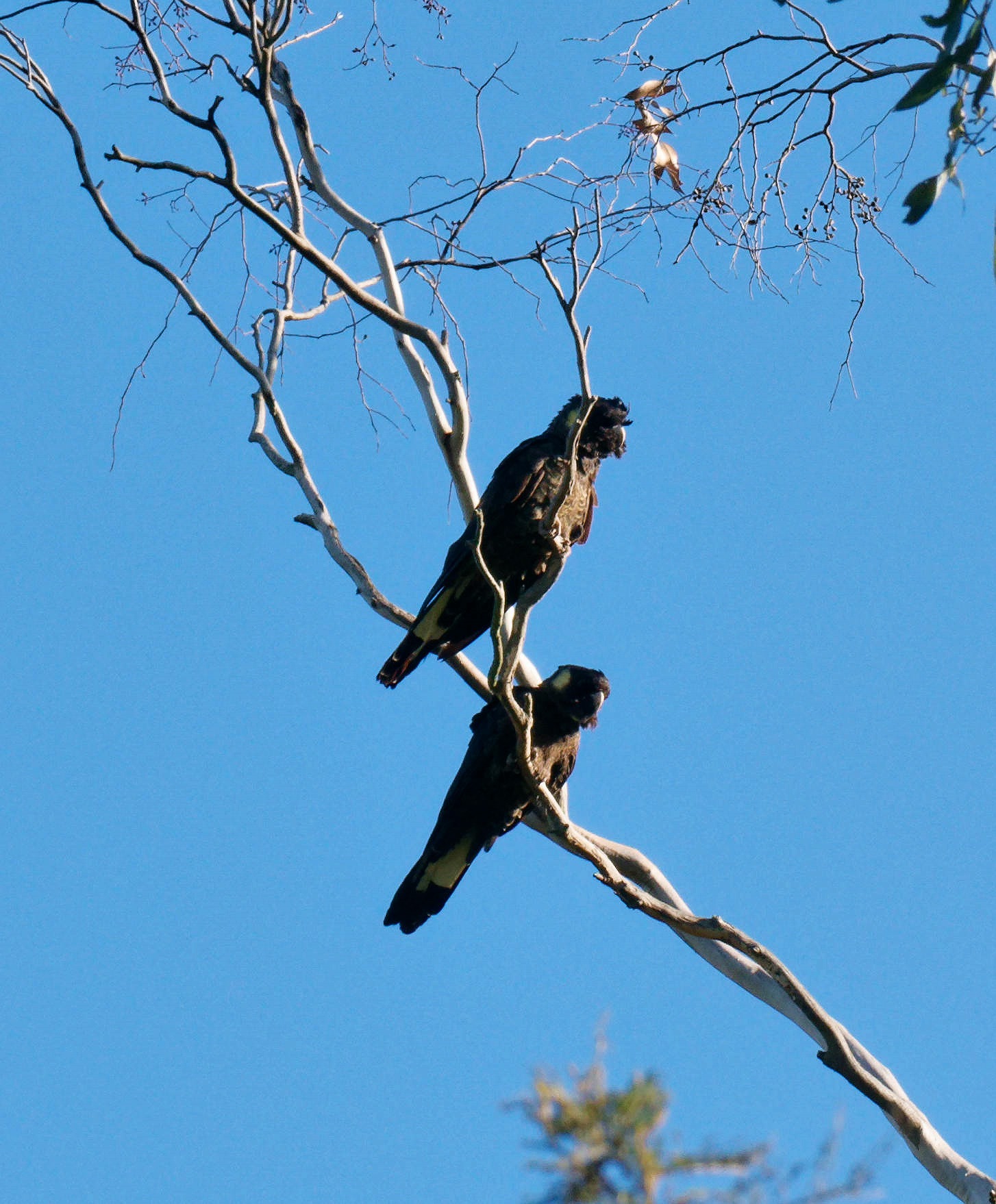 https://lemis.nyc3.digitaloceanspaces.com/grog/Photos/20250811/big/Black-cockatoos-1.jpeg