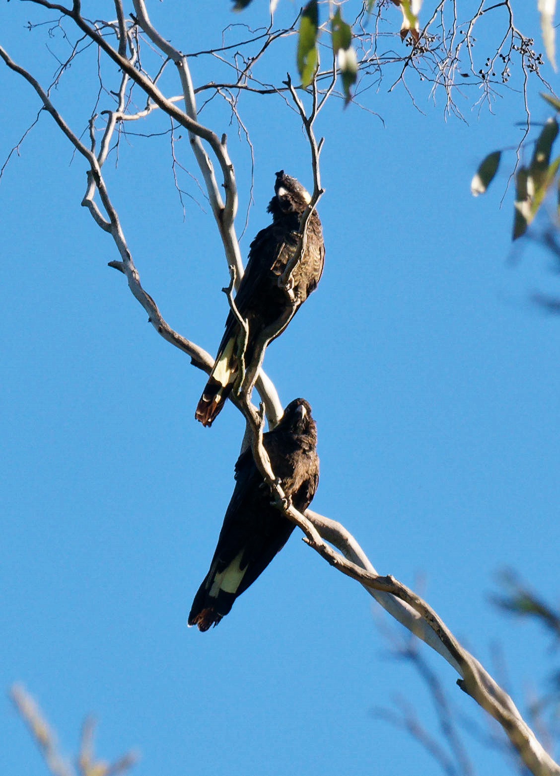 https://lemis.nyc3.digitaloceanspaces.com/grog/Photos/20250811/big/Black-cockatoos-3.jpeg