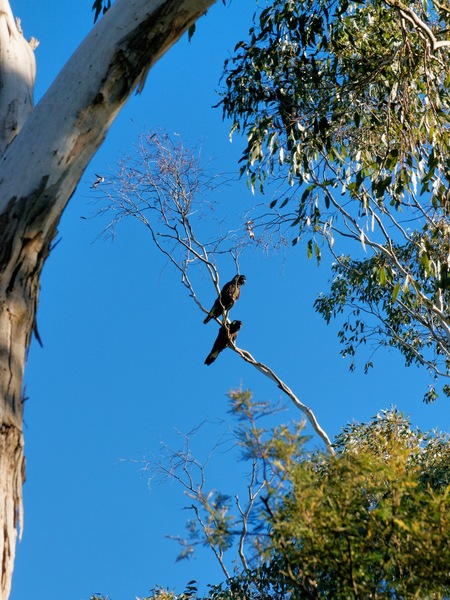 https://lemis.nyc3.digitaloceanspaces.com/grog/Photos/20250811/small/Black-cockatoos-2.jpeg
