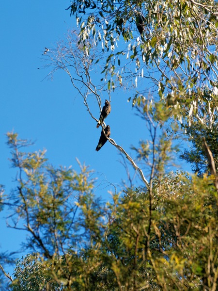 https://lemis.nyc3.digitaloceanspaces.com/grog/Photos/20250811/small/Black-cockatoos-4.jpeg