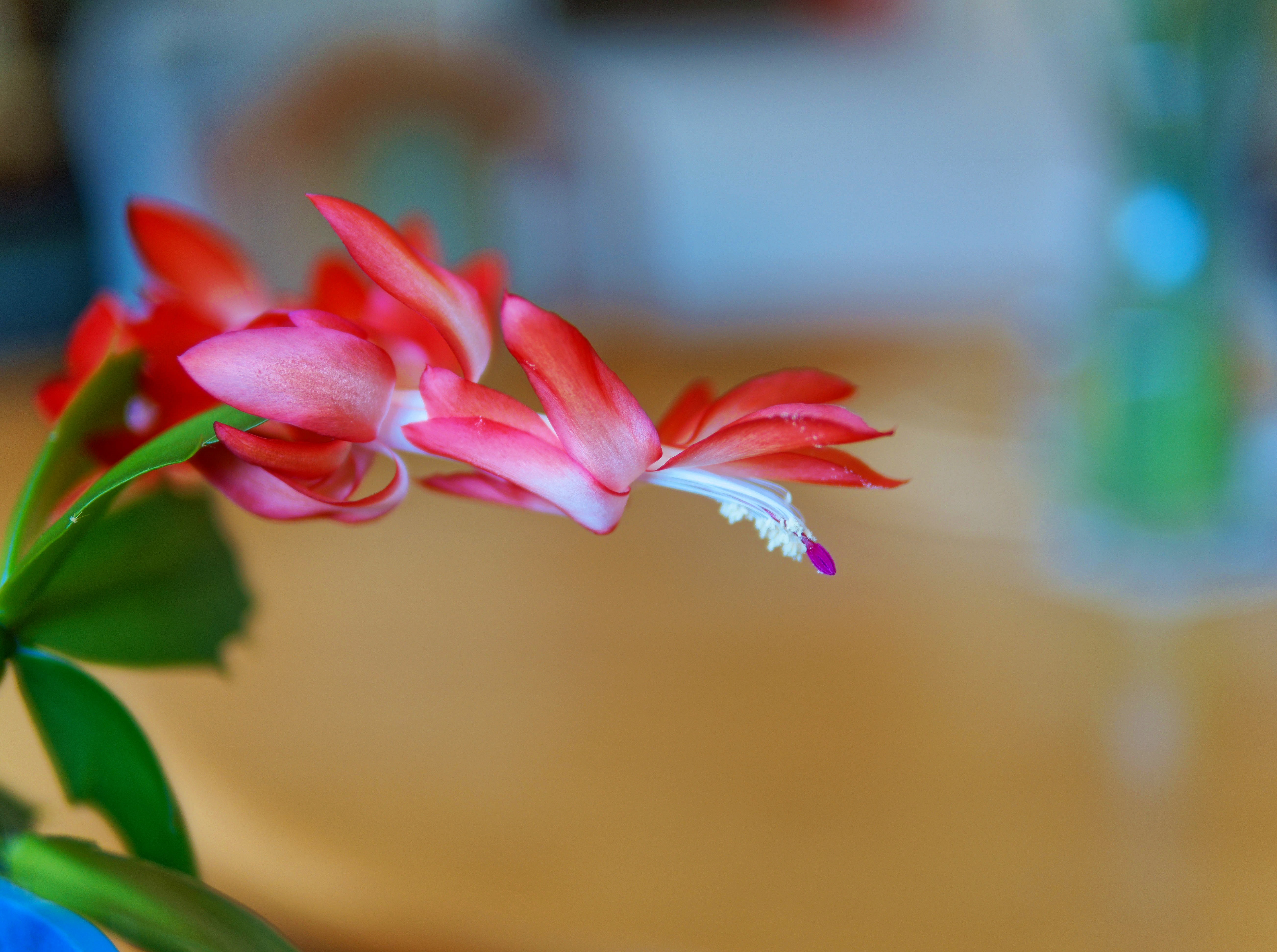 https://lemis.nyc3.digitaloceanspaces.com/grog/Photos/20250814/big/Schlumbergera-1.jpeg
