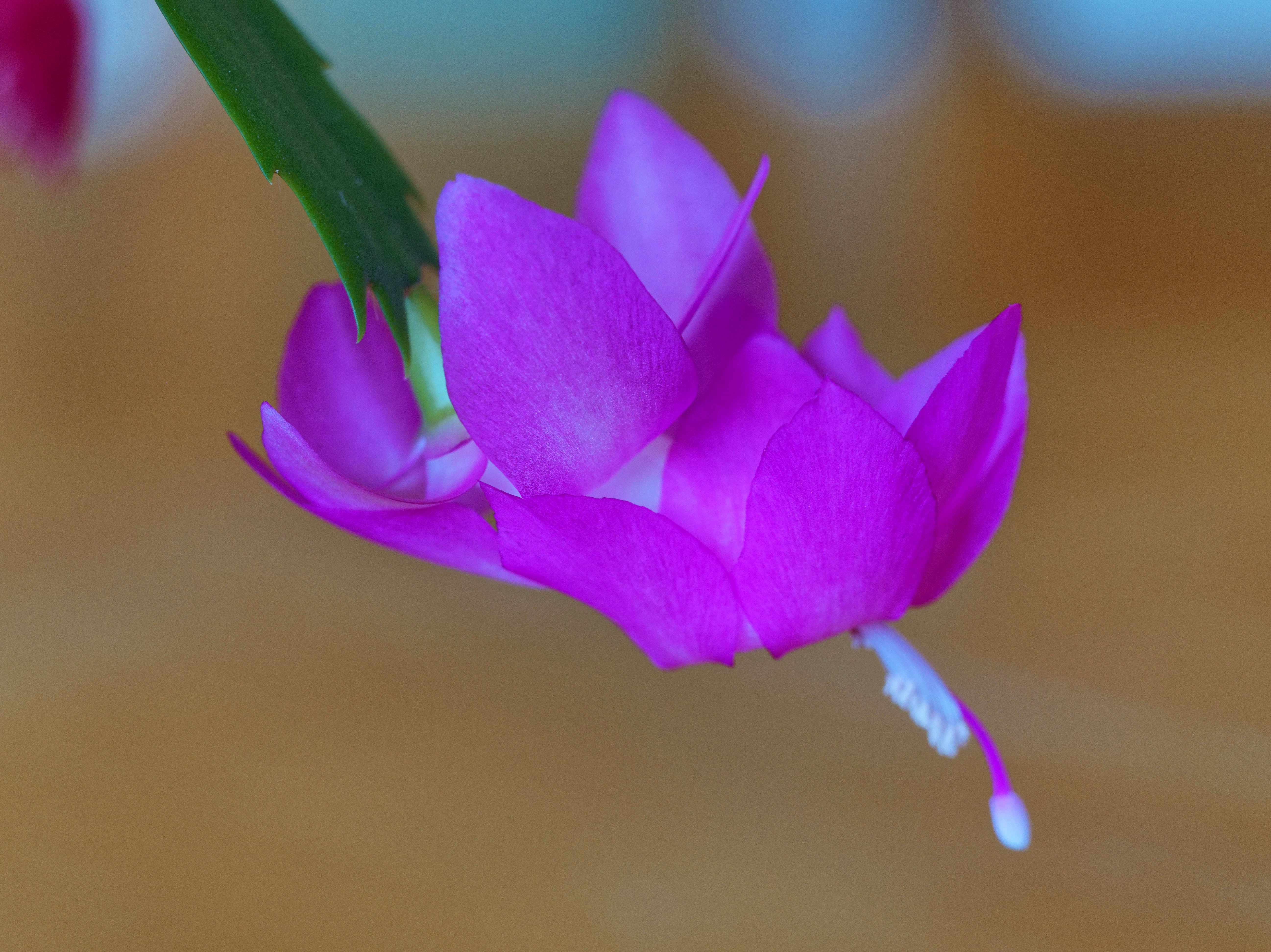 https://lemis.nyc3.digitaloceanspaces.com/grog/Photos/20250814/big/Schlumbergera-2.jpeg