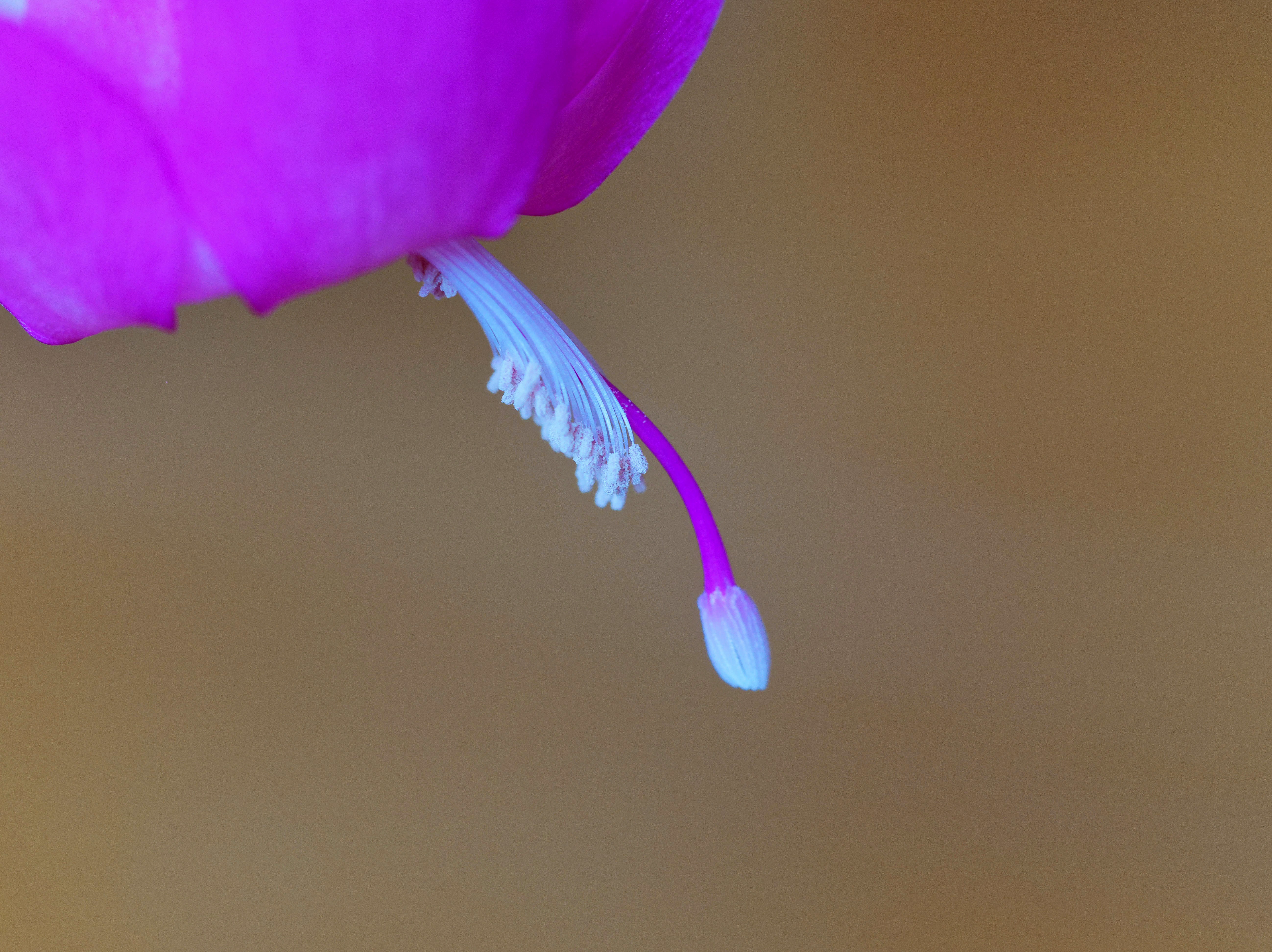 https://lemis.nyc3.digitaloceanspaces.com/grog/Photos/20250814/big/Schlumbergera-3.jpeg