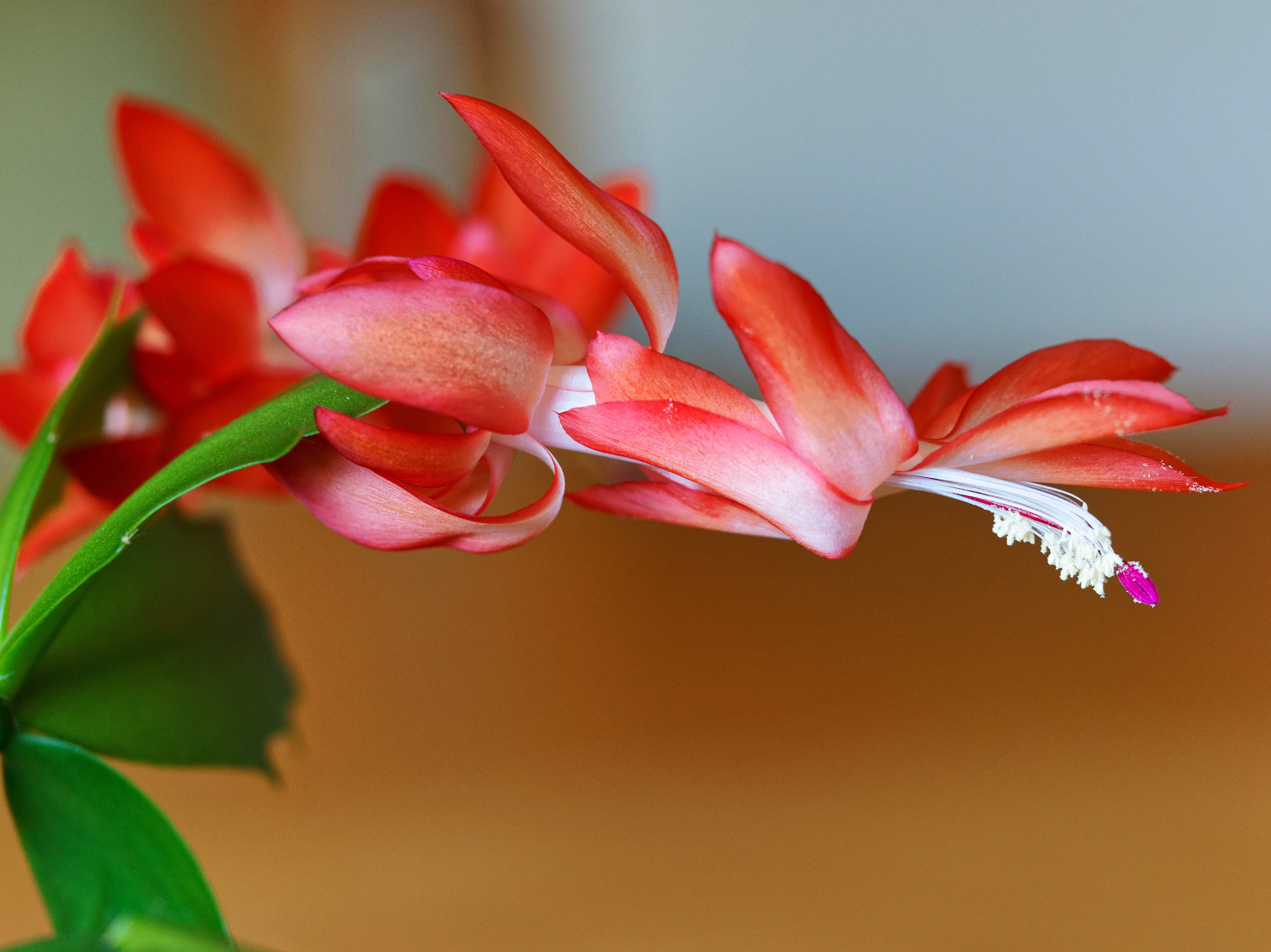 https://lemis.nyc3.digitaloceanspaces.com/grog/Photos/20250814/big/Schlumbergera-4.jpeg