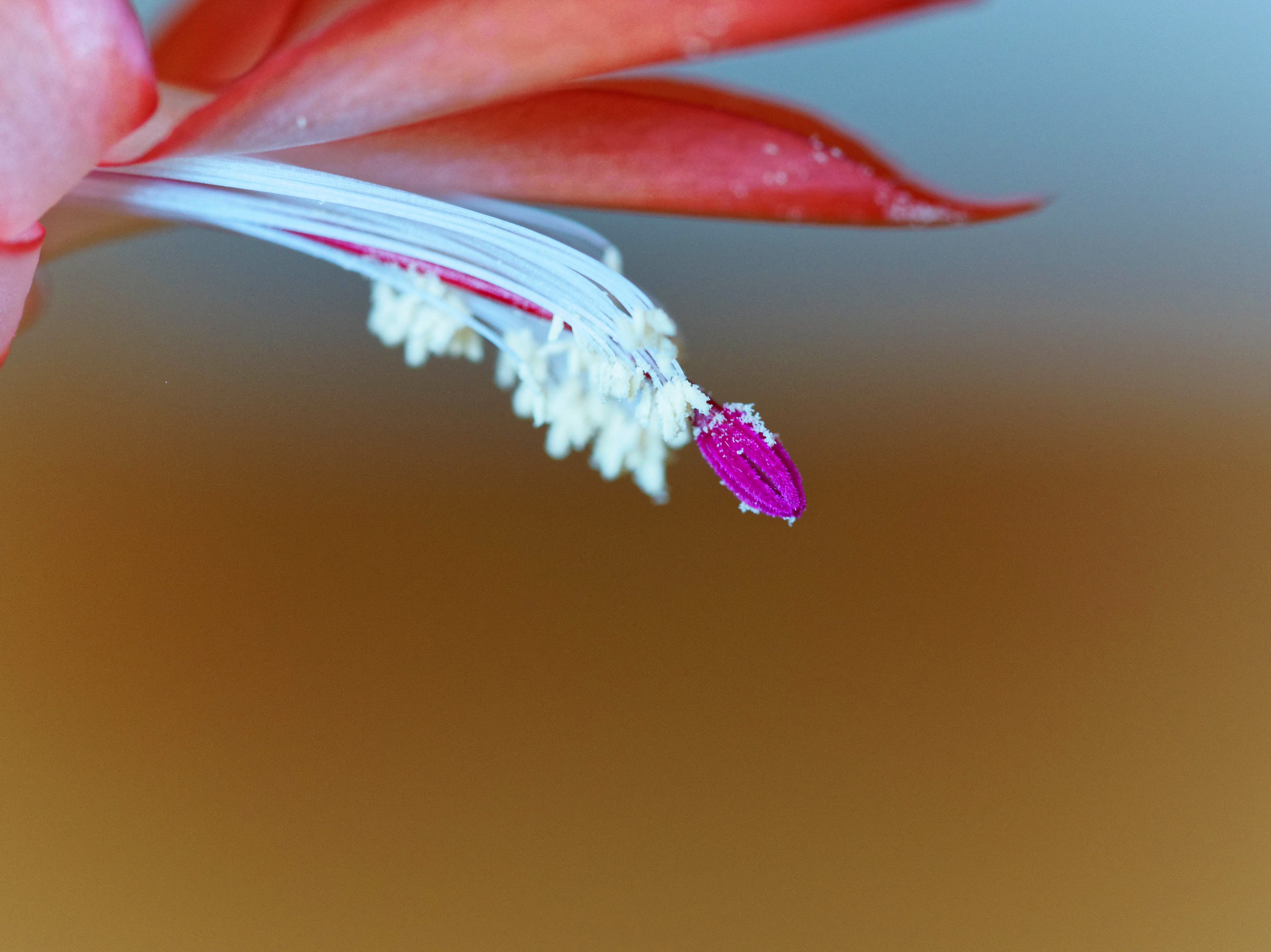https://lemis.nyc3.digitaloceanspaces.com/grog/Photos/20250814/big/Schlumbergera-5.jpeg