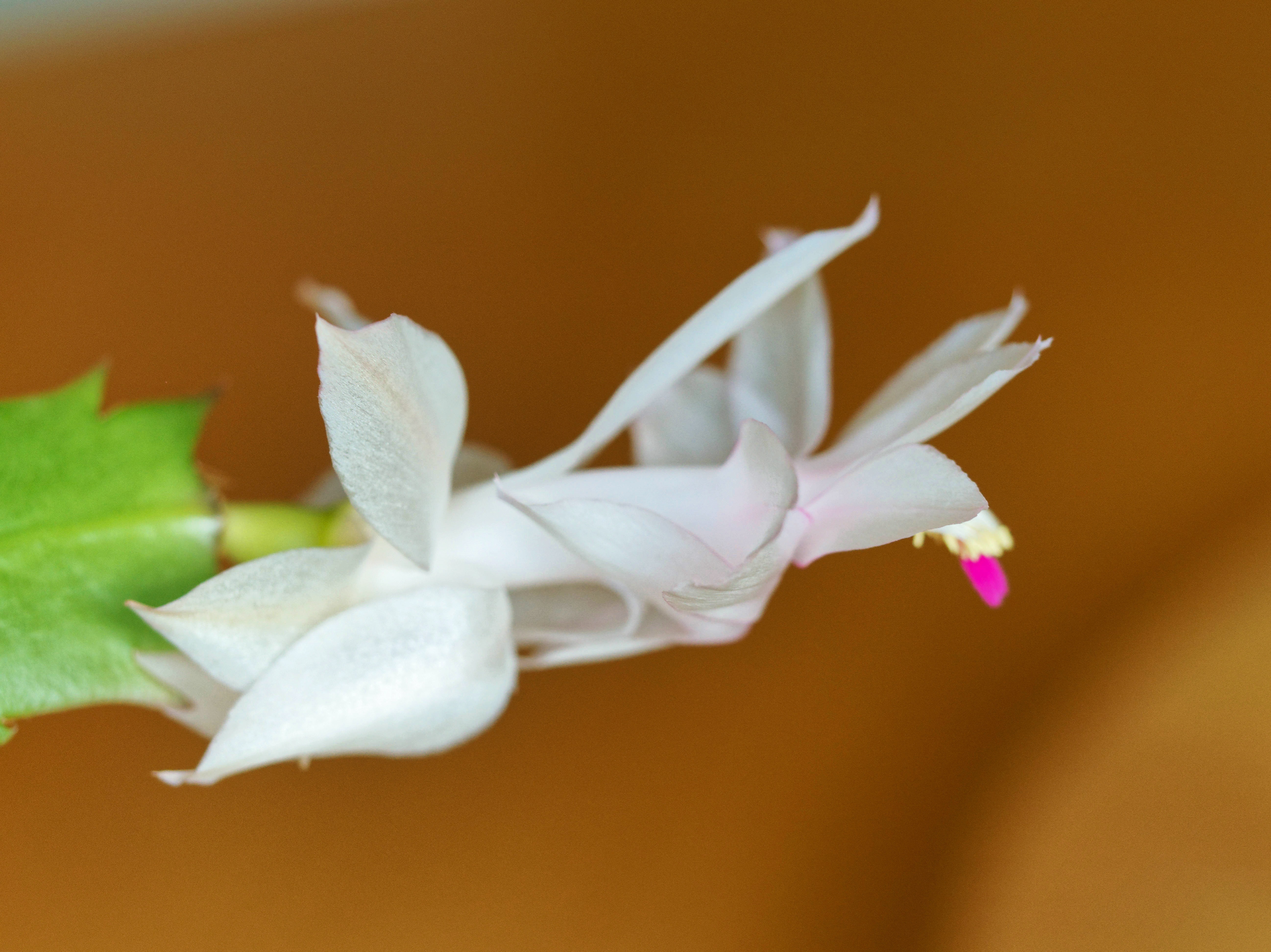 https://lemis.nyc3.digitaloceanspaces.com/grog/Photos/20250814/big/Schlumbergera-6.jpeg