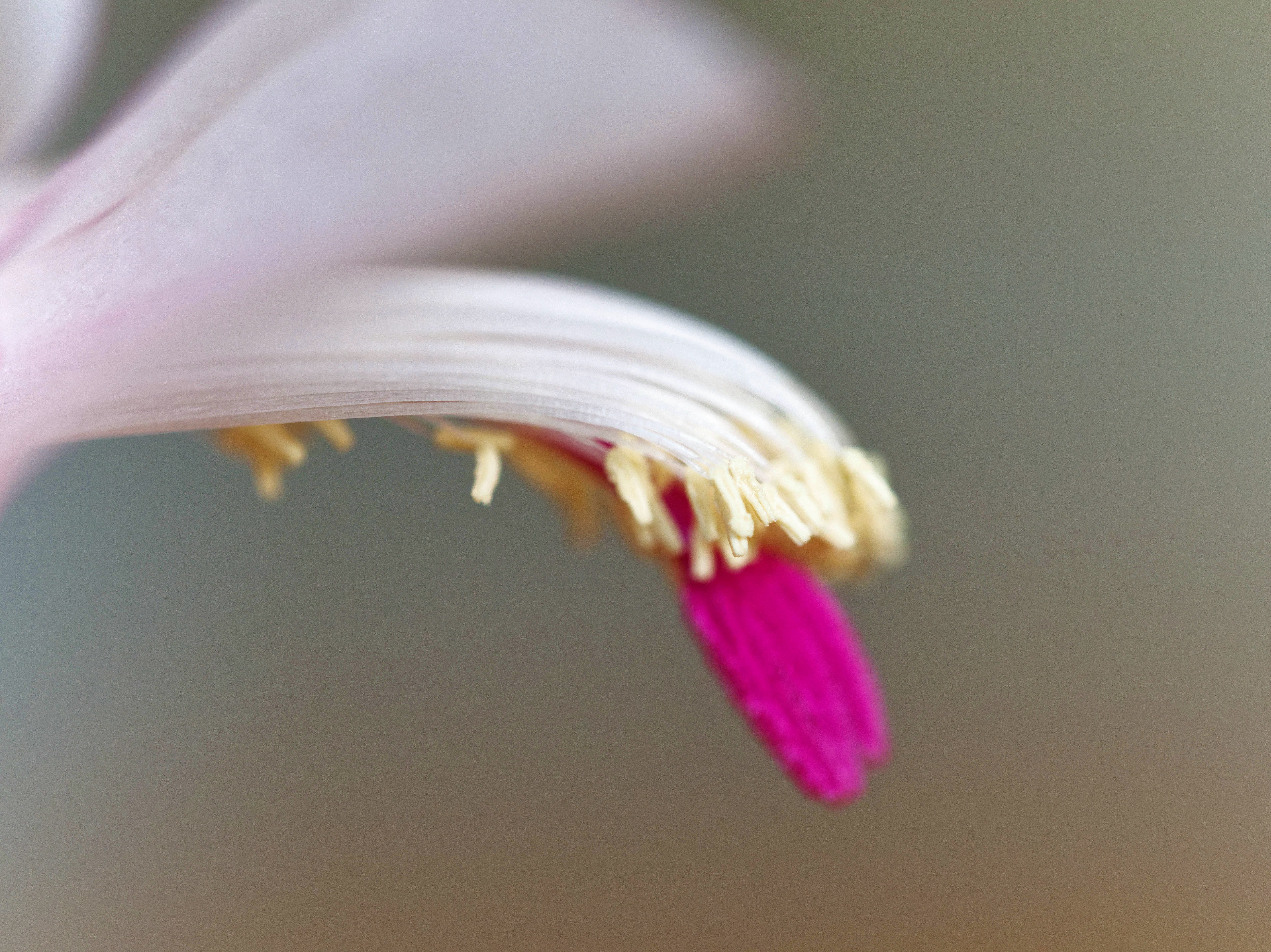 https://lemis.nyc3.digitaloceanspaces.com/grog/Photos/20250814/big/Schlumbergera-7.jpeg