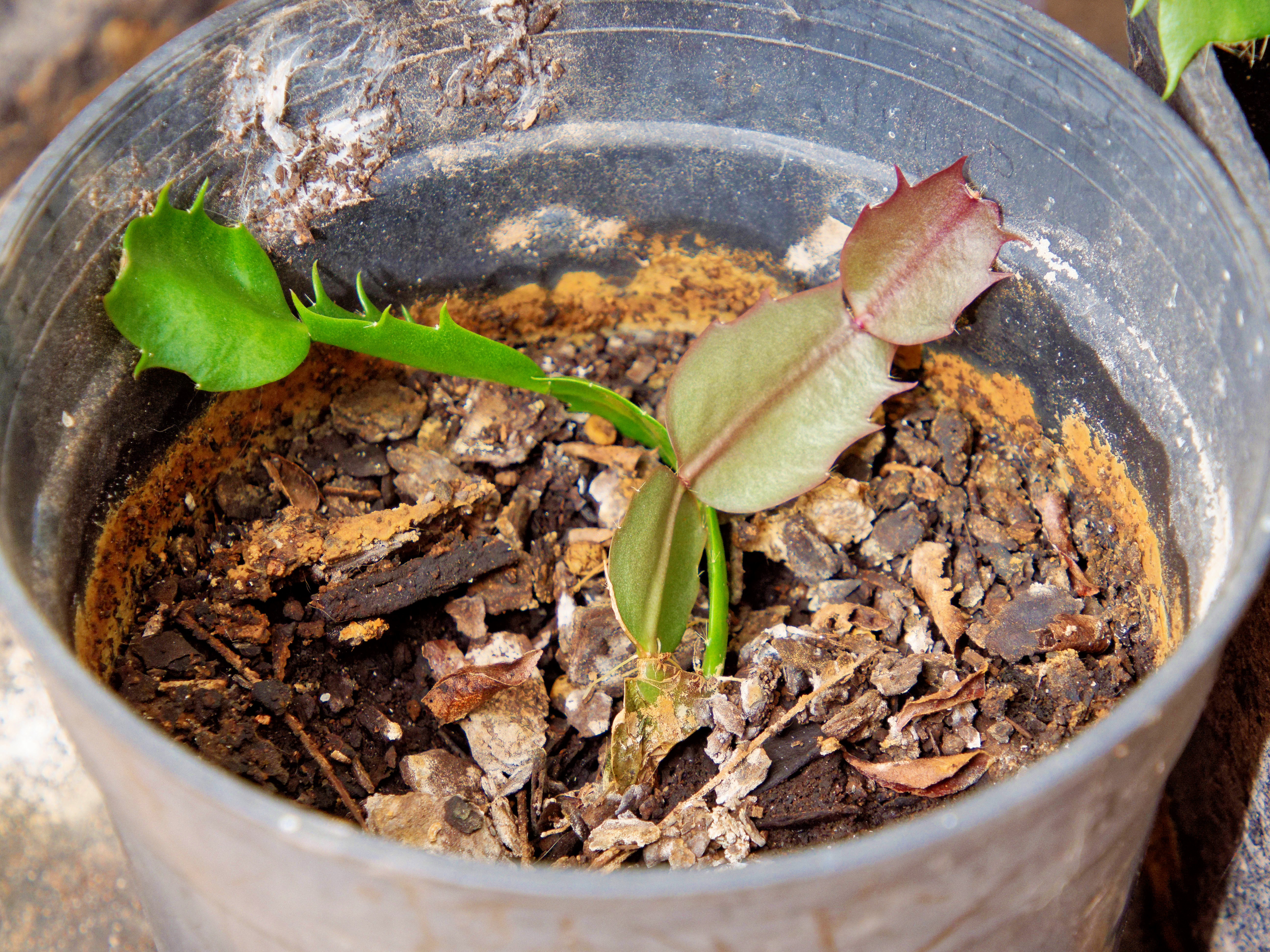 https://lemis.nyc3.digitaloceanspaces.com/grog/Photos/20250815/big/Schlumbergera-1.jpeg