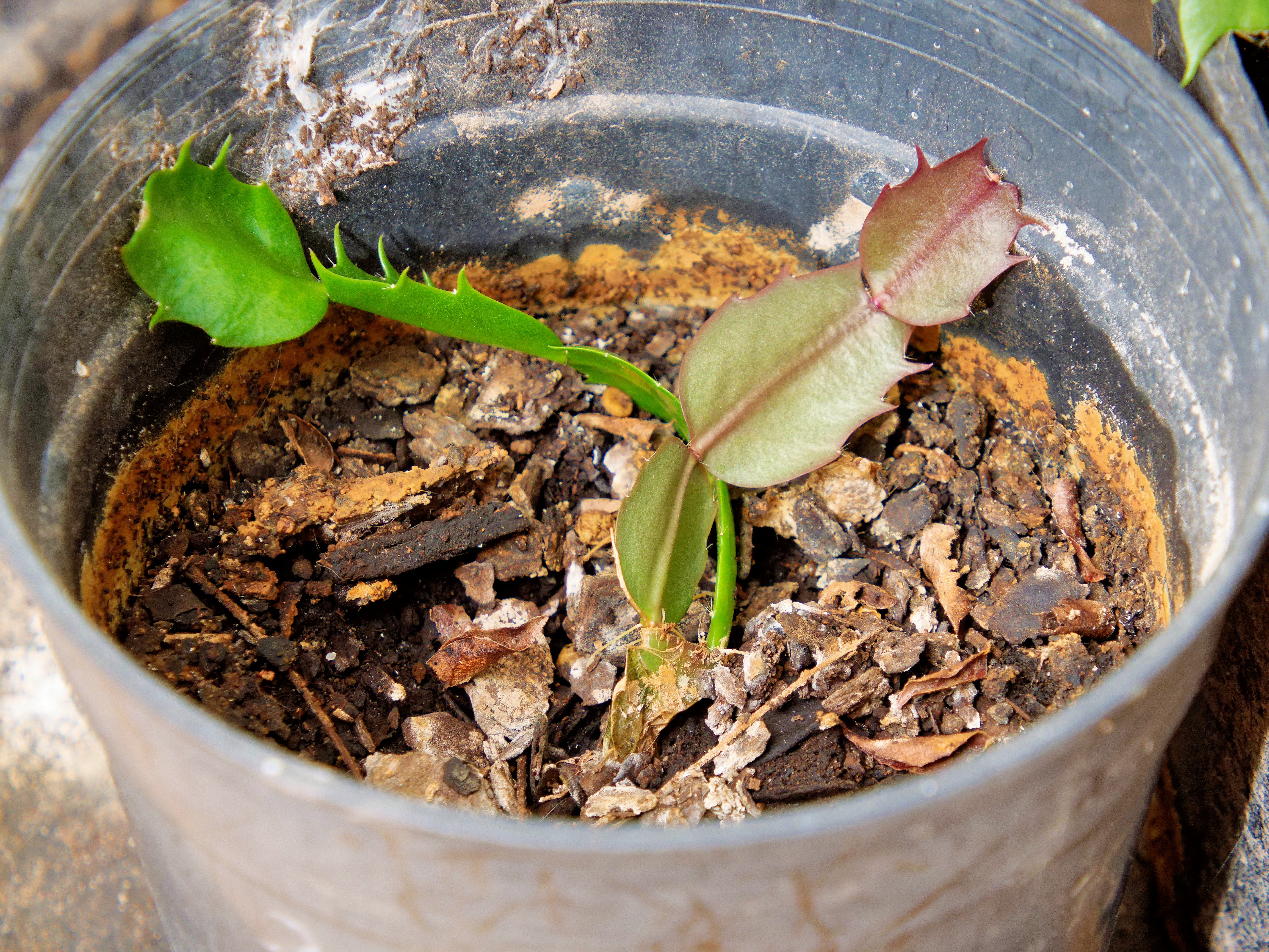 https://lemis.nyc3.digitaloceanspaces.com/grog/Photos/20250815/big/Schlumbergera-2.jpeg