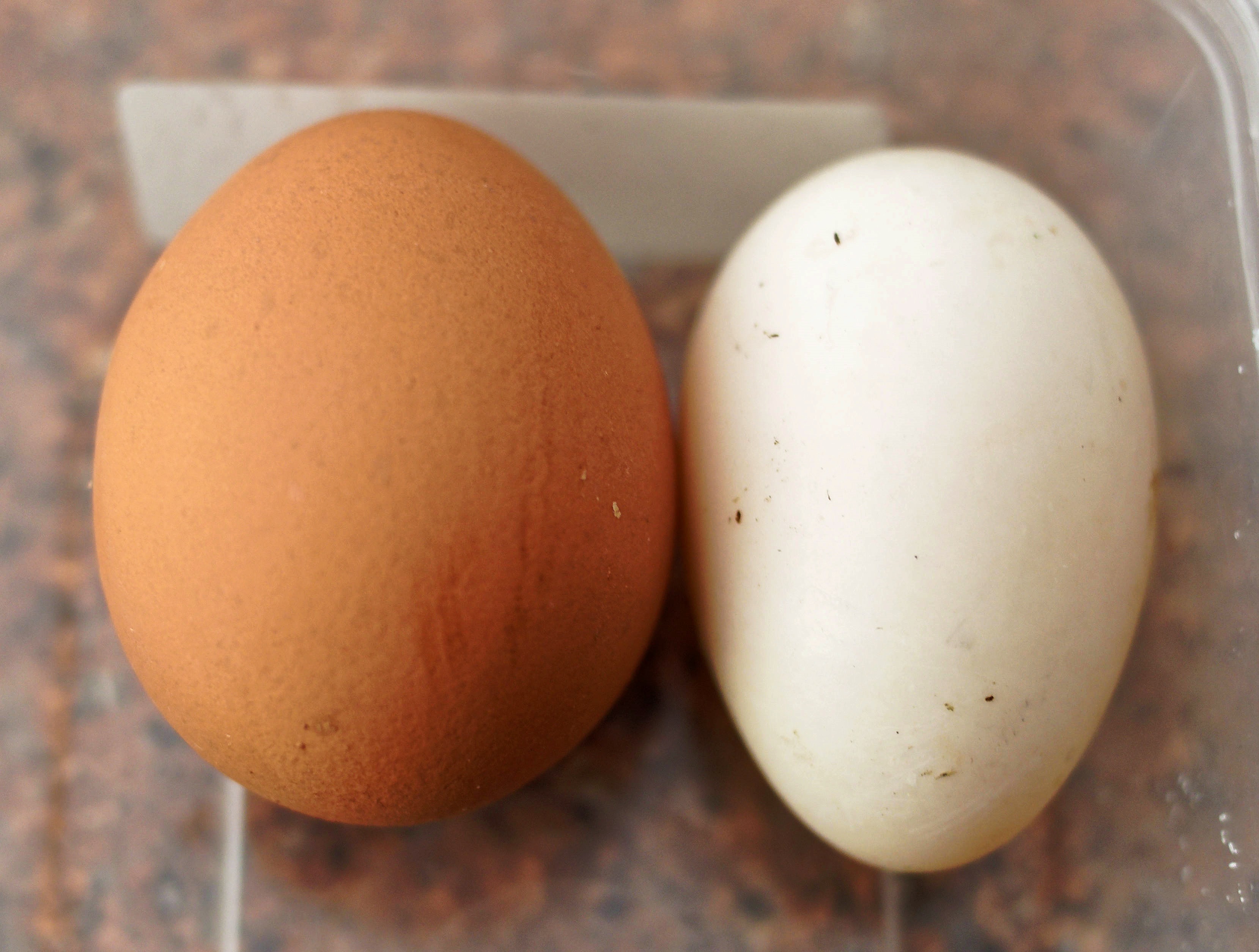 https://lemis.nyc3.digitaloceanspaces.com/grog/Photos/20250819/big/Eggs.jpeg