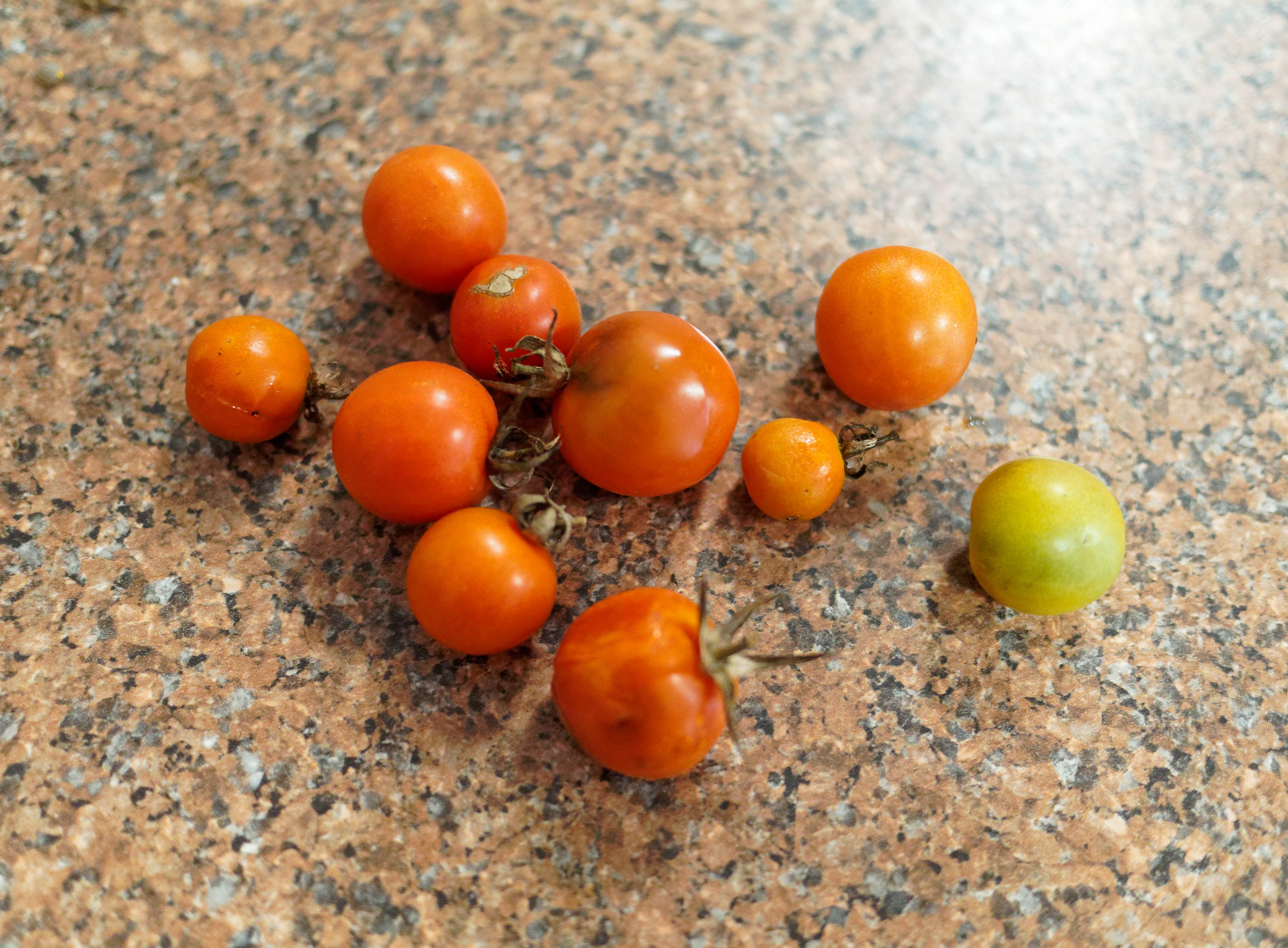 https://lemis.nyc3.digitaloceanspaces.com/grog/Photos/20250822/big/Tomatoes.jpeg
