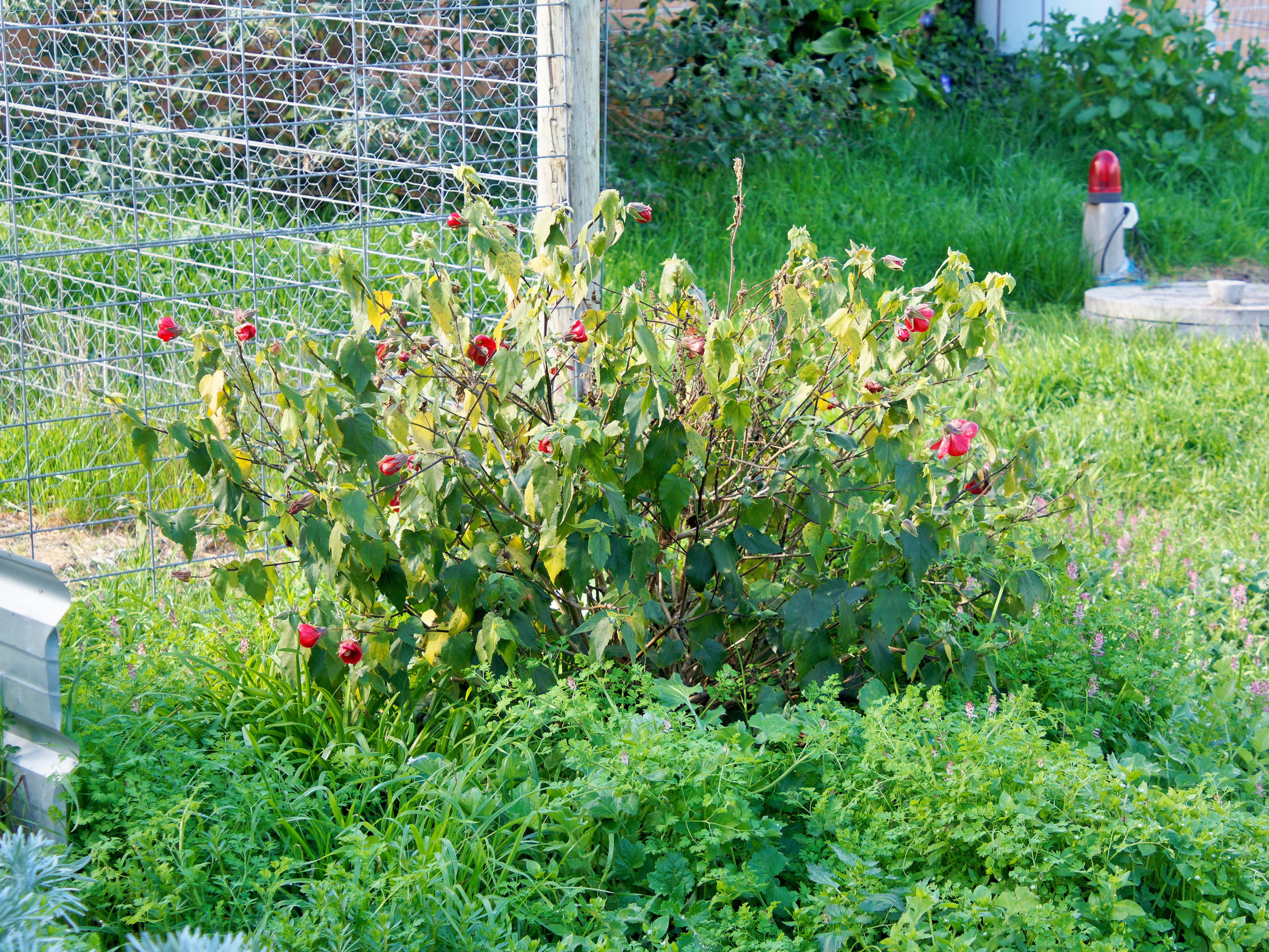 https://lemis.nyc3.digitaloceanspaces.com/grog/Photos/20250823/big/Abutilon-1.jpeg