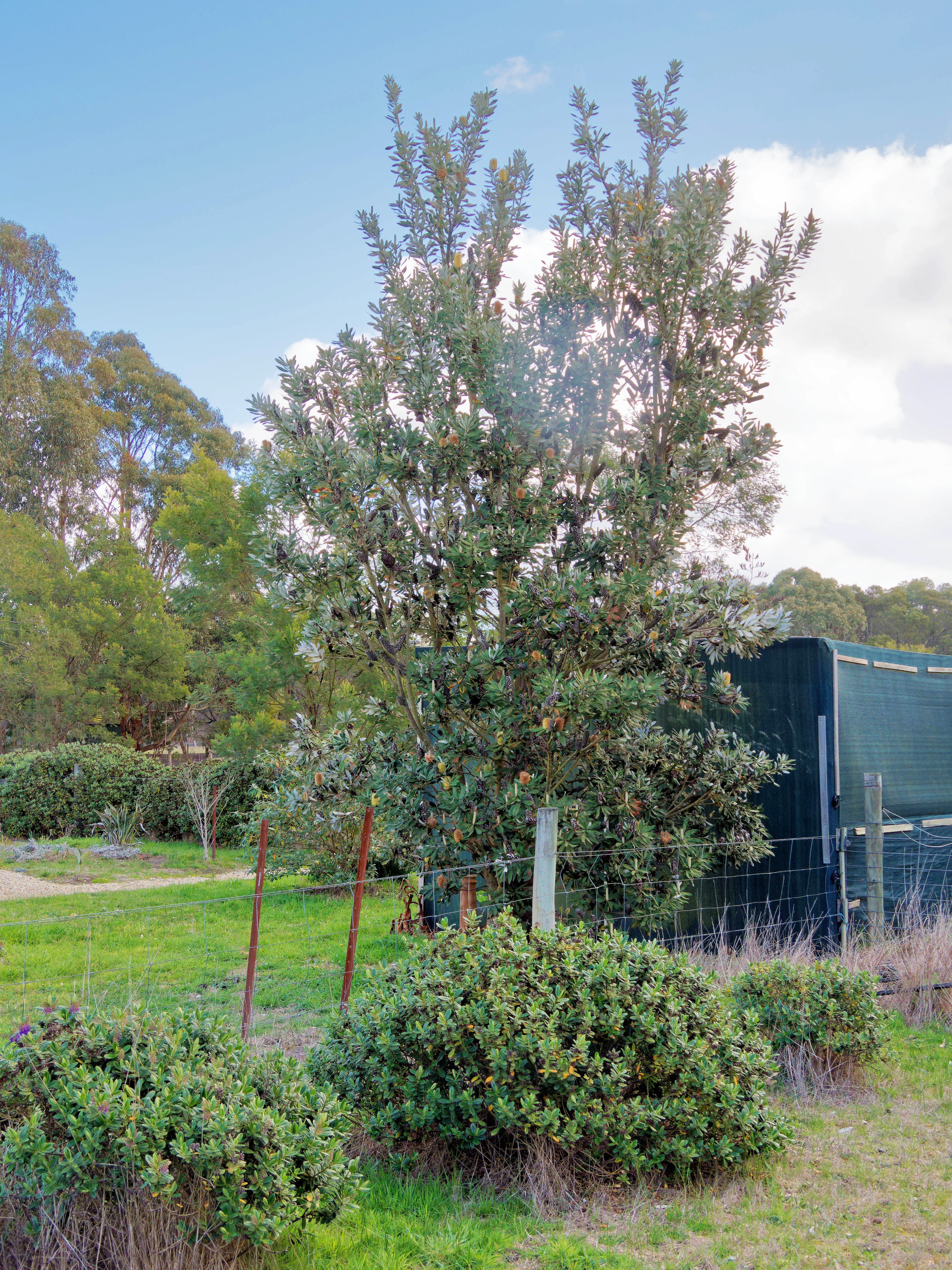 https://lemis.nyc3.digitaloceanspaces.com/grog/Photos/20250823/big/Banksia-2.jpeg
